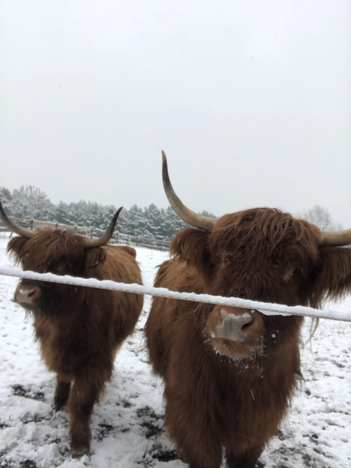 Hof Drögemühle - Landwirtschaft - Yaks