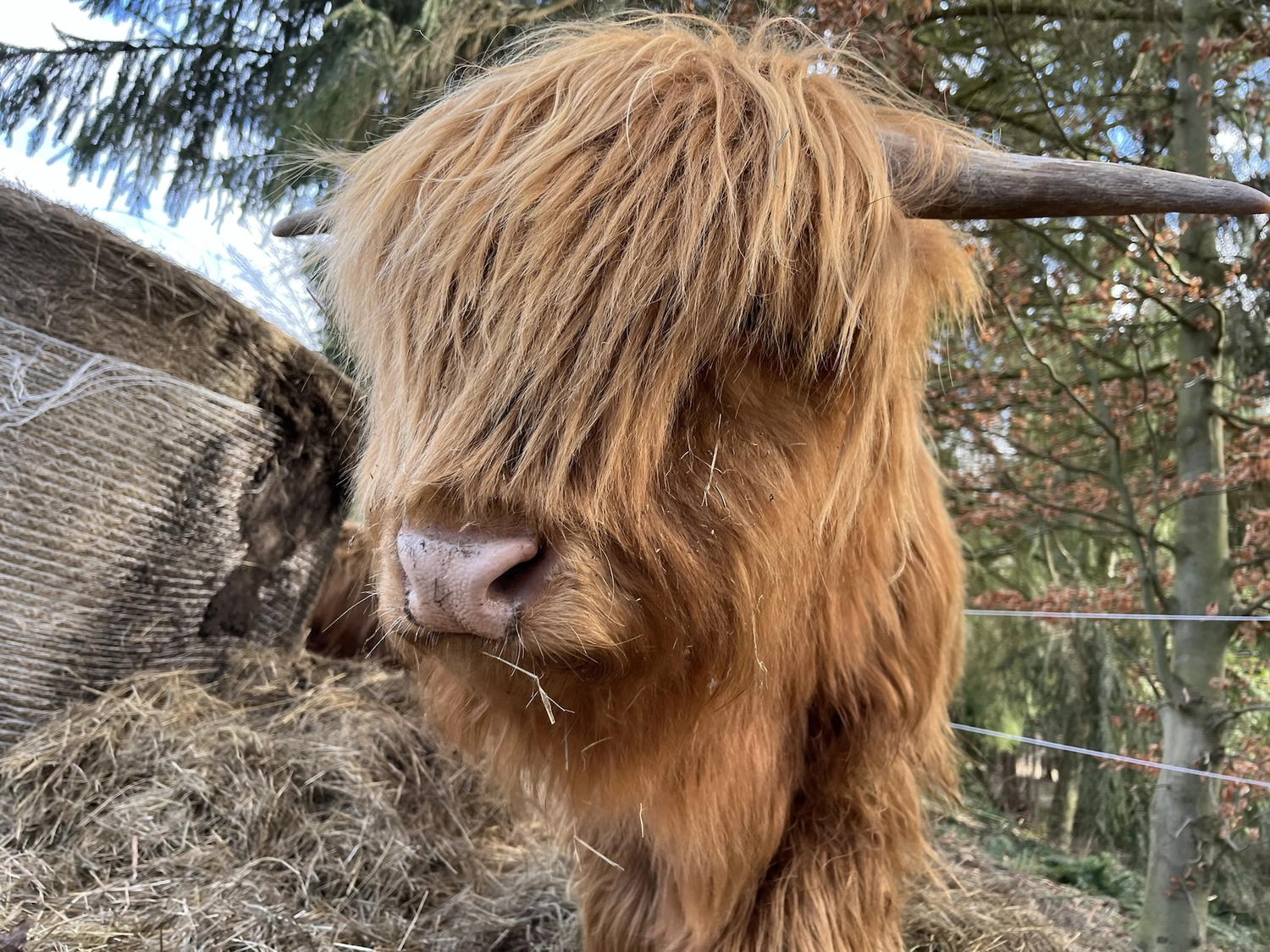 Hof Drögemühle - Landwirtschaft - Yak