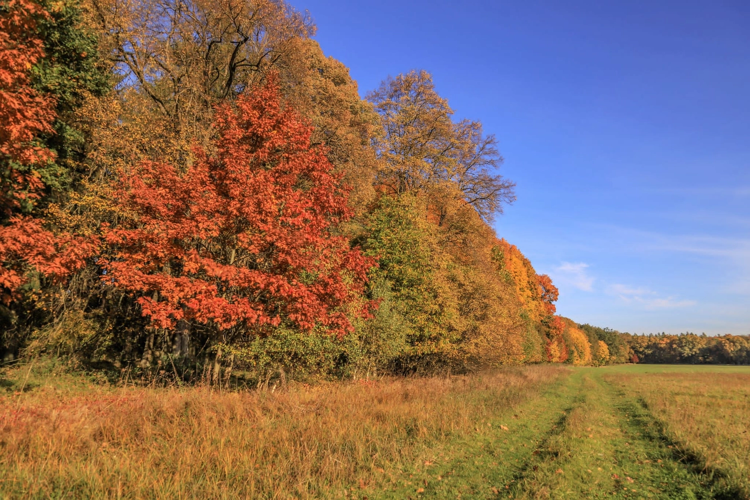 Hof Drögemühle - Landwirtschaft - Bäume