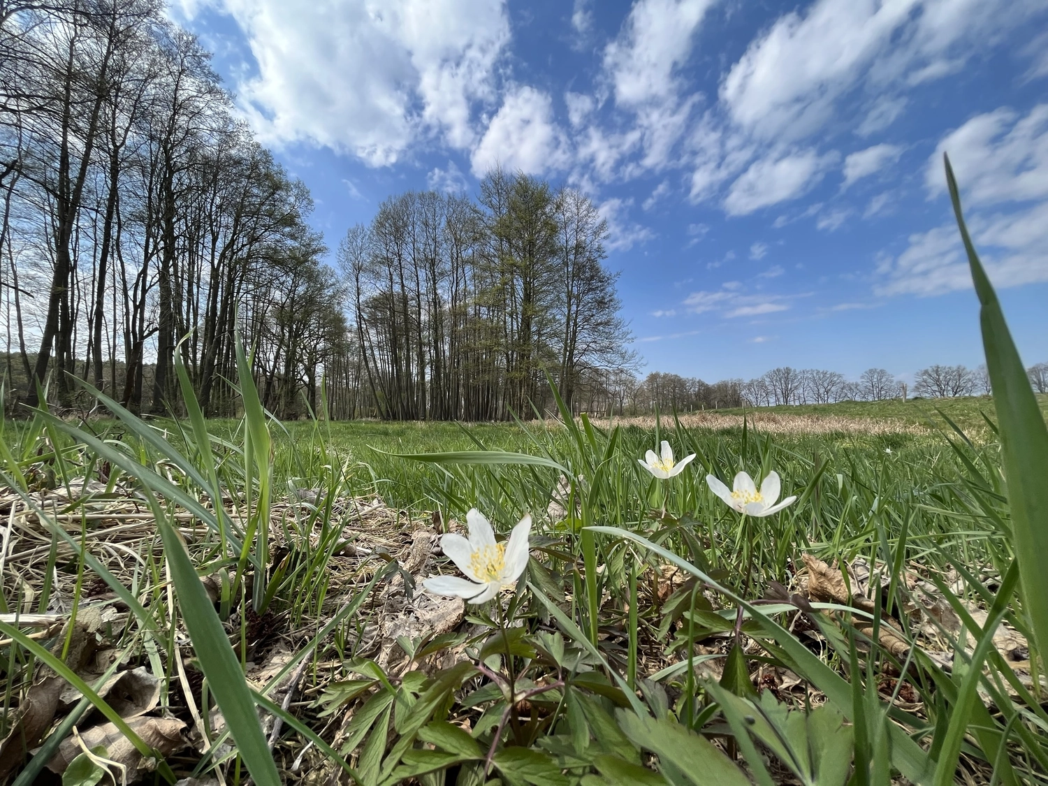 Hof Drögemühle - Landwirtschaft - Blumen