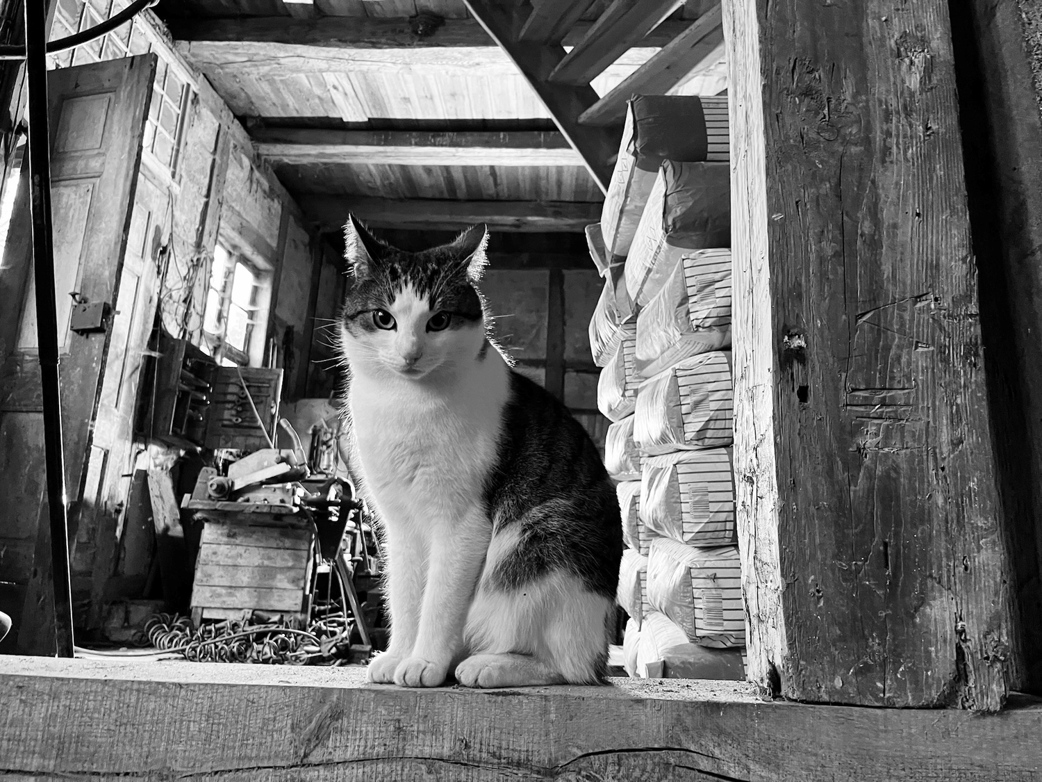 Hof Drögemühle - Landwirtschaft - Katze