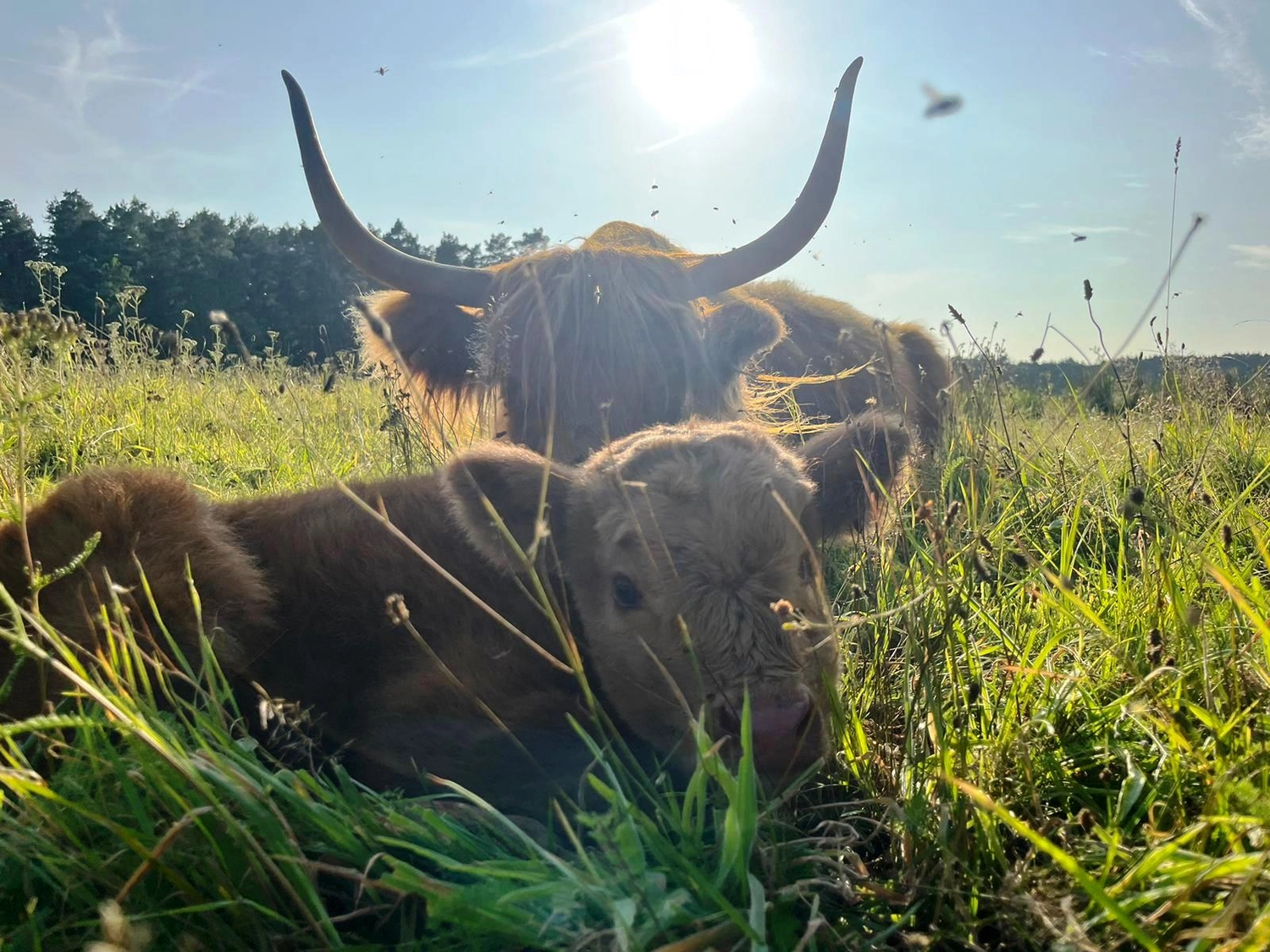 Hof Drögemühle - Landwirtschaft - Yak