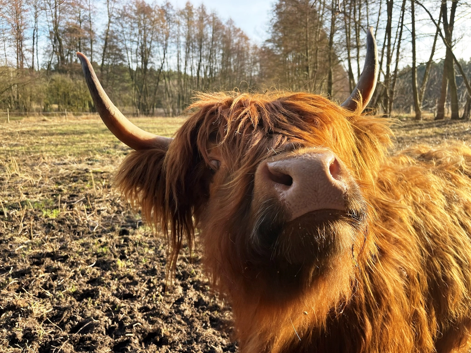 Hof Drögemühle - Landwirtschaft - Yak