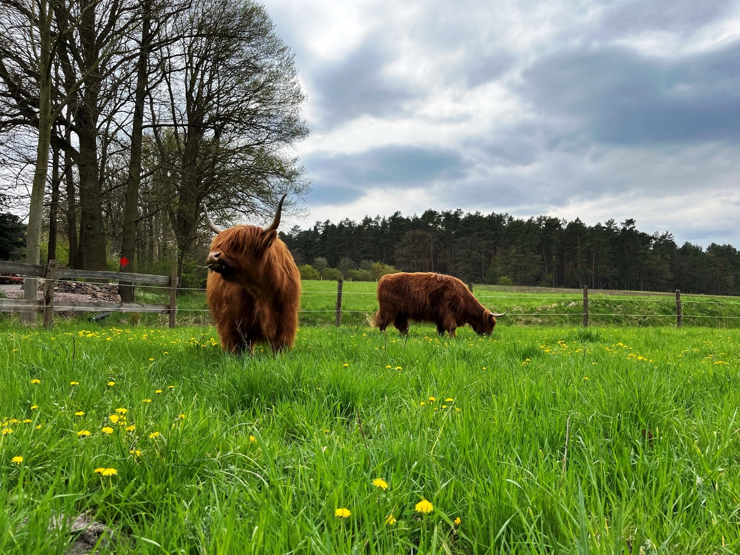 Hof Drögemühle - Landwirtschaft - Yaks