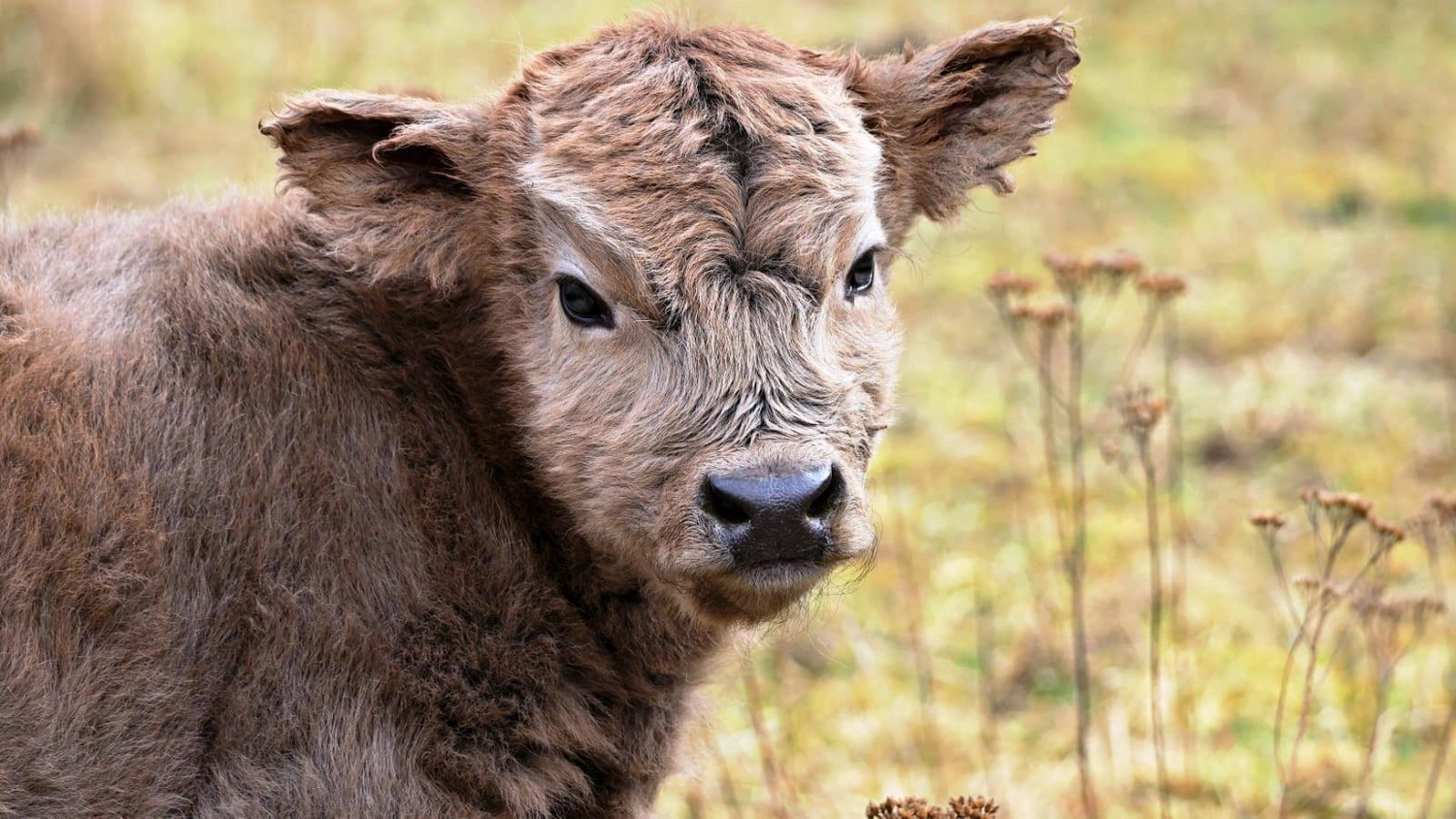 Hof Drögemühle - Landwirtschaft - DUKE Kalb