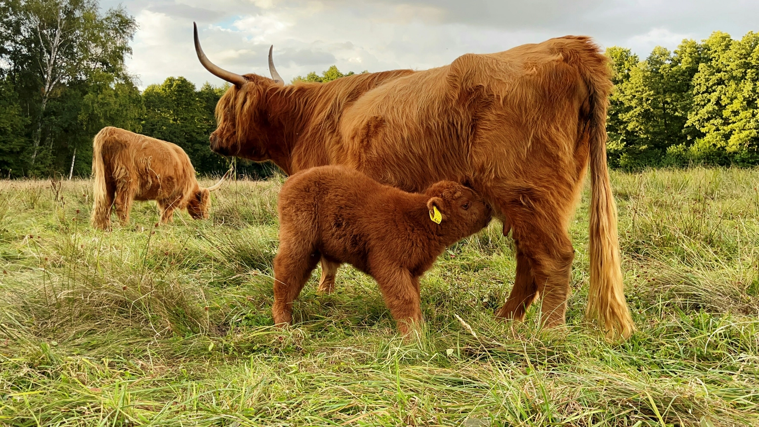 Hof Drögemühle - Landwirtschaft - Kalb trinkt Milch