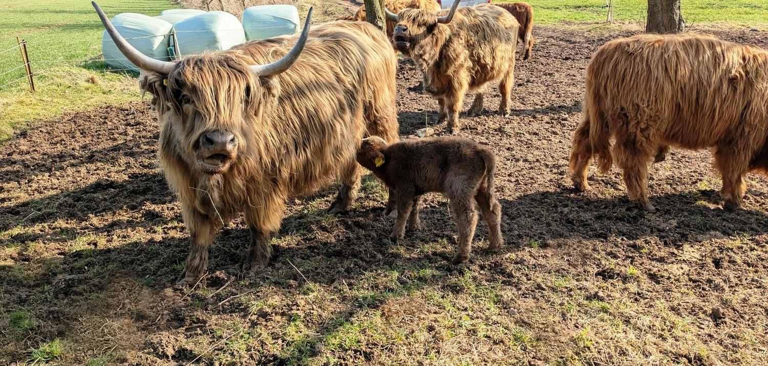 Hof Drögemühle - Landwirtschaft - Herde