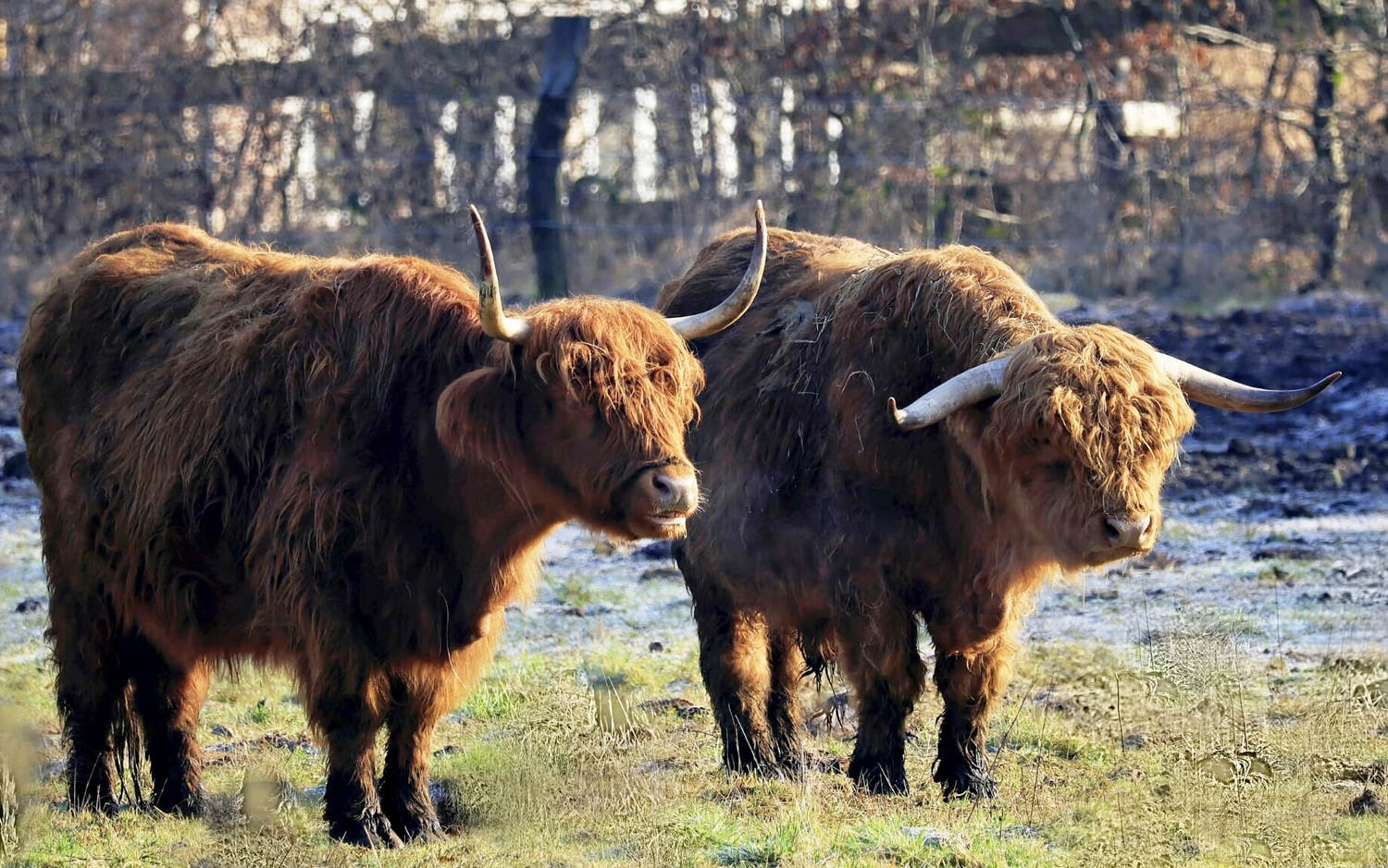 Hof Drögemühle - Landwirtschaft - Yaks