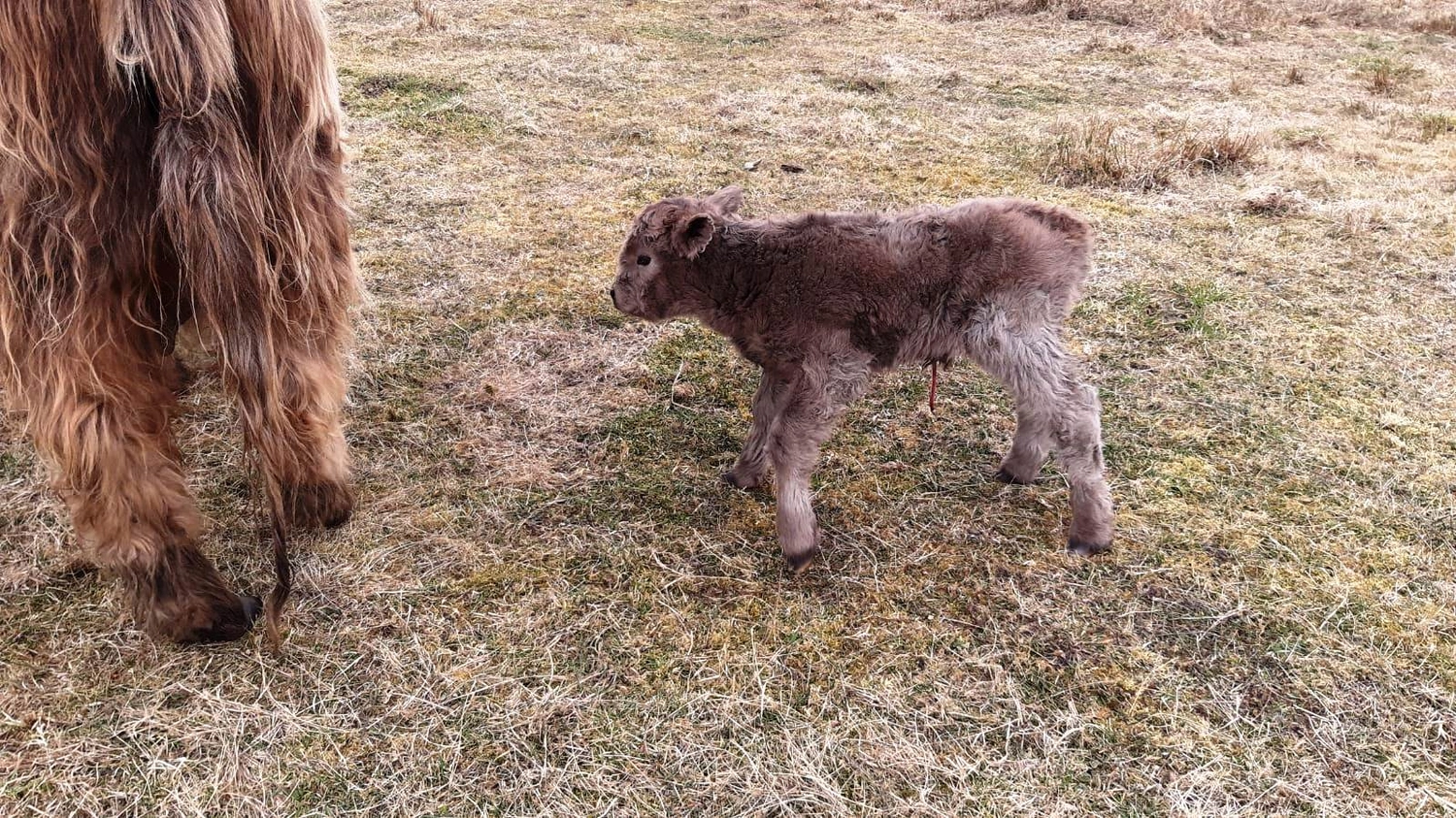 Hof Drögemühle - Landwirtschaft - Indianermädchen INDIE