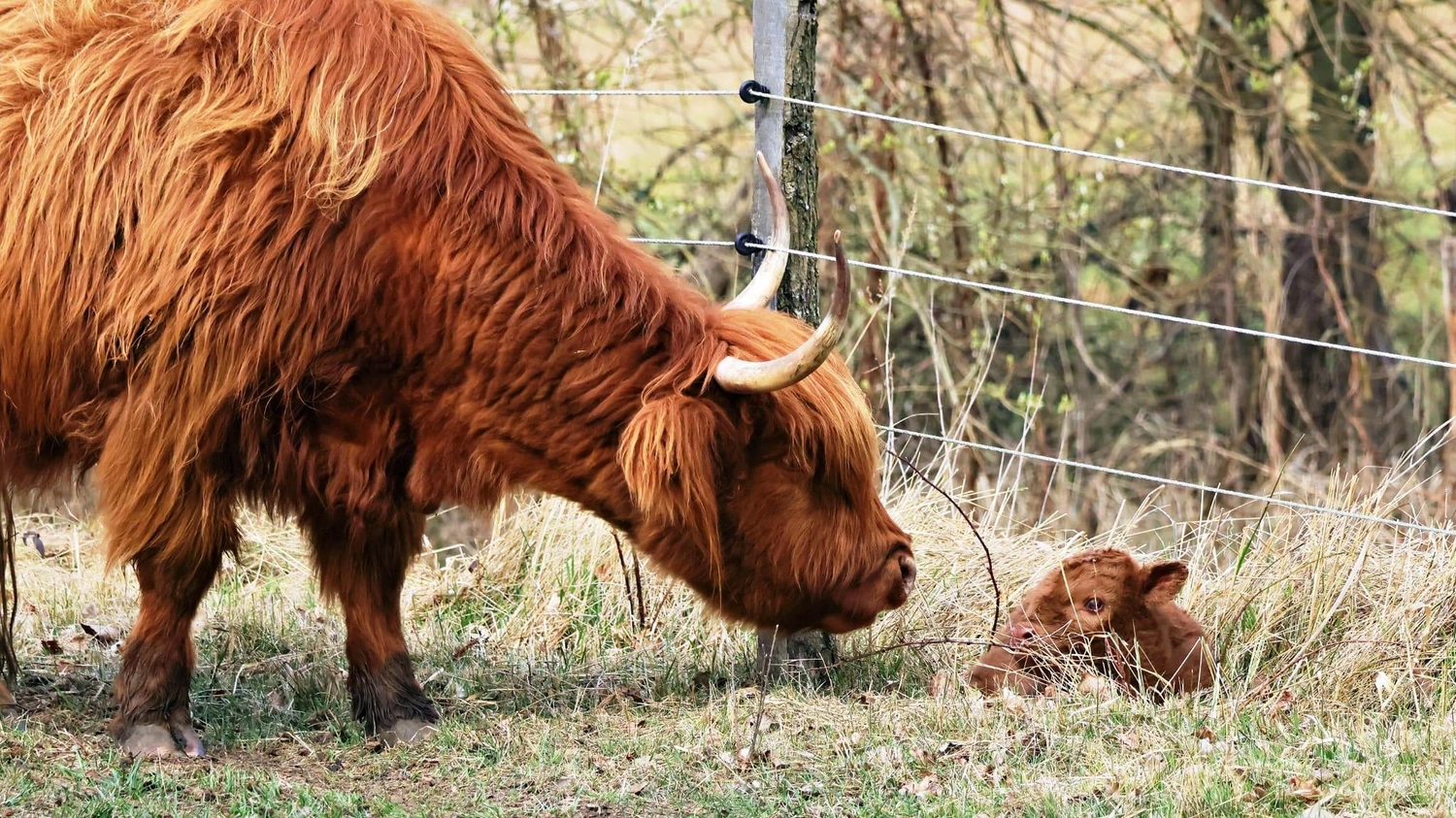 Hof Drögemühle - Landwirtschaft - Leitkuh ROMI