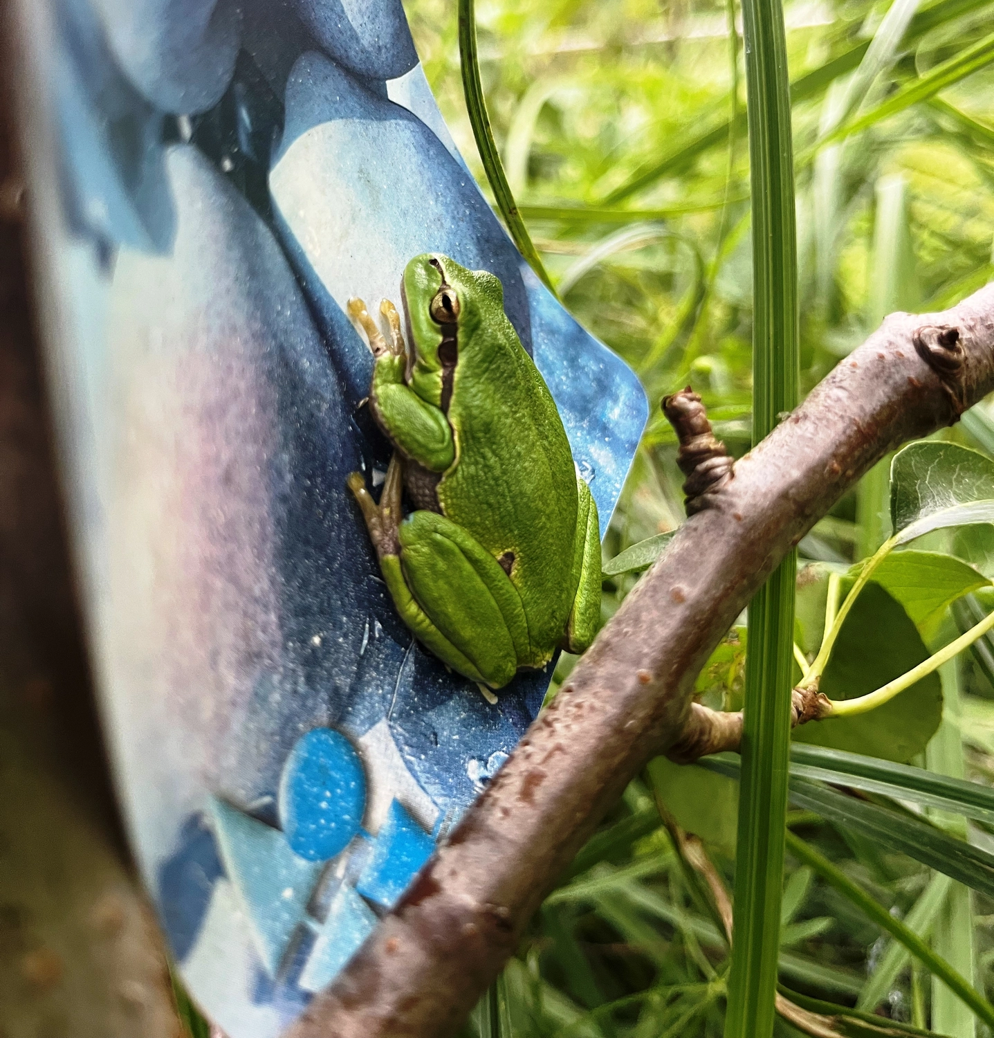 Hof Drögemühle - Landwirtschaft - Baum