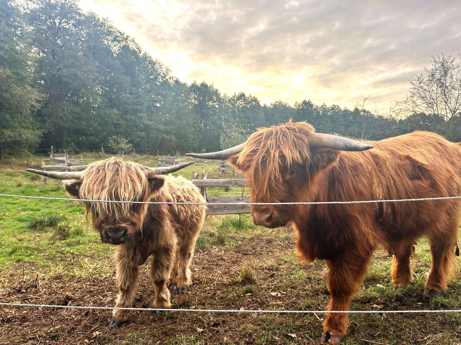 Hof Drögemühle - Landwirtschaft - Yaks