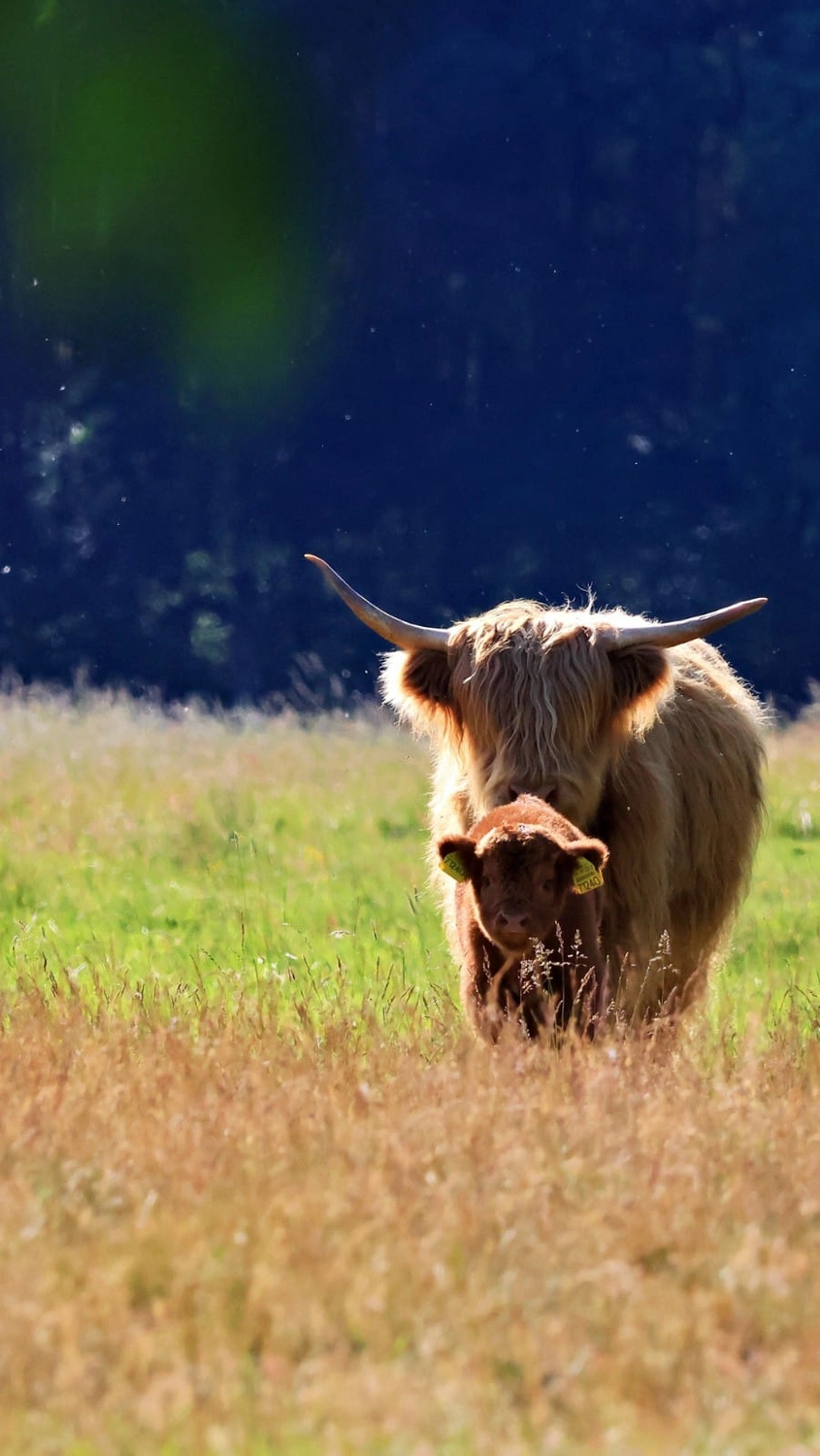 Hof Drögemühle - Landwirtschaft - Yak und Kalb
