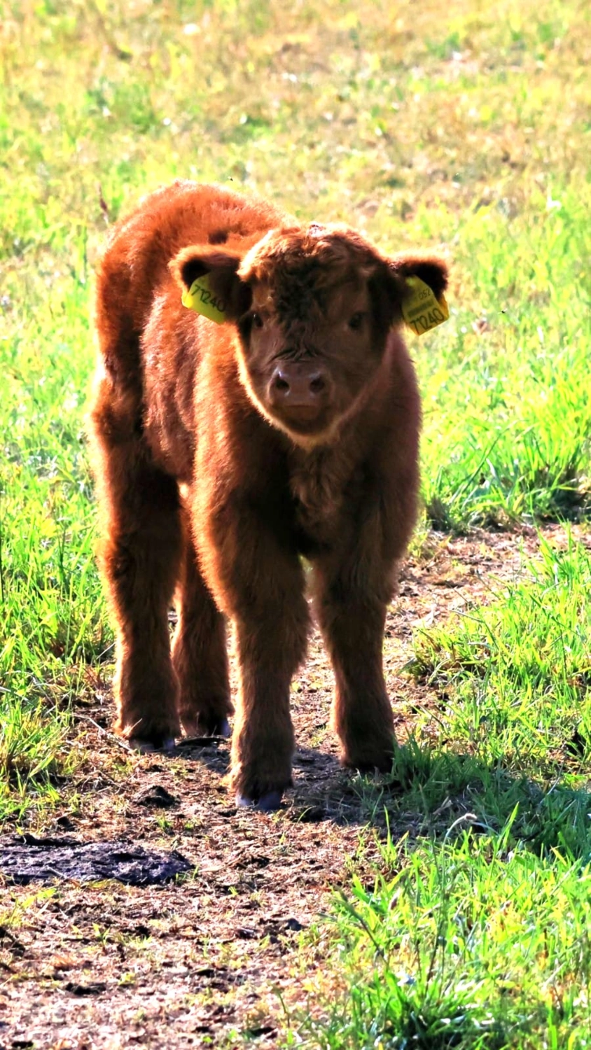 Hof Drögemühle - Landwirtschaft - Kalb