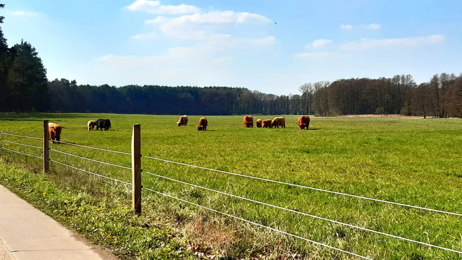 Hof Drögemühle - Landwirtschaft - Herde
