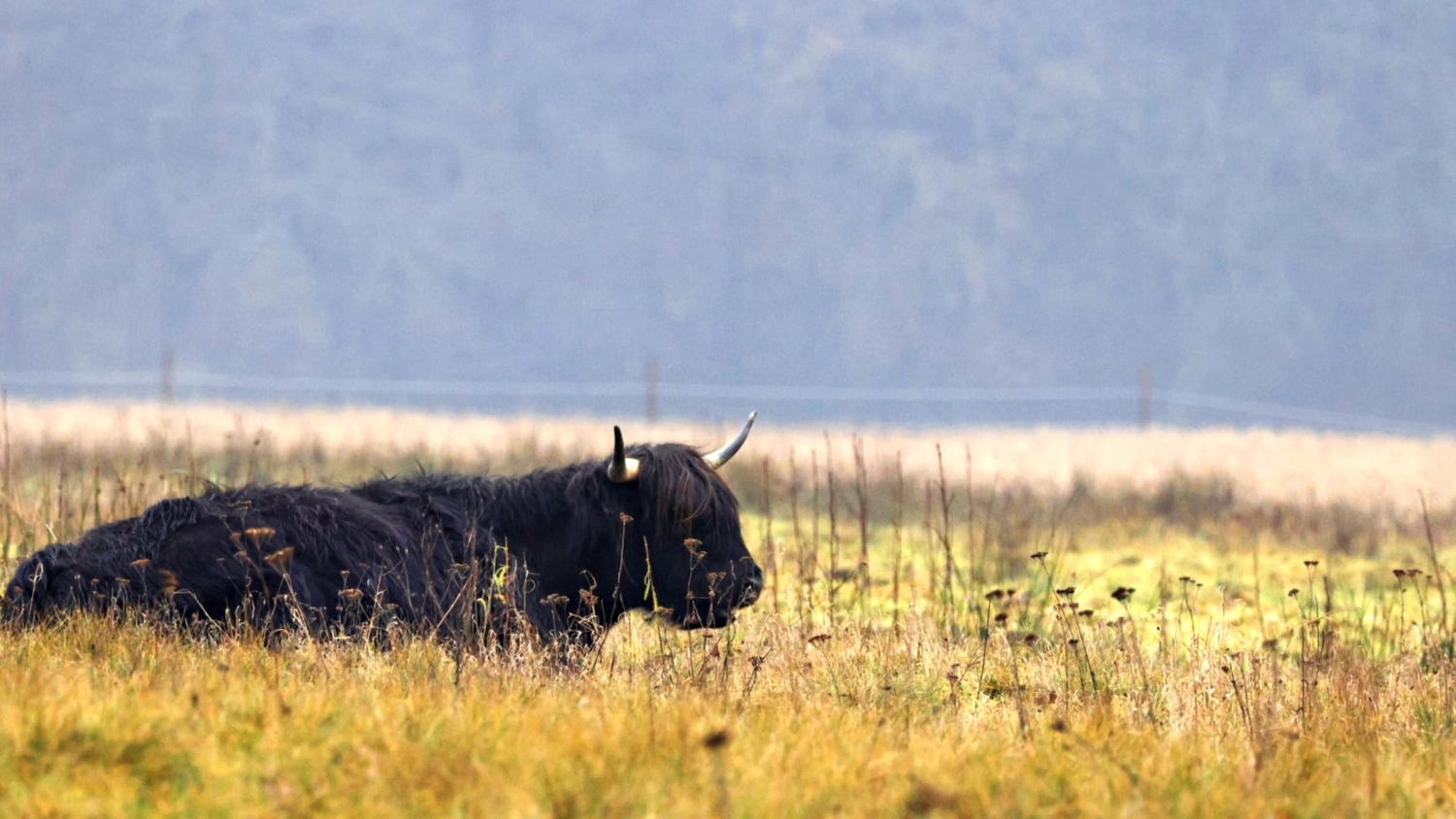 Hof Drögemühle - Landwirtschaft - Yak