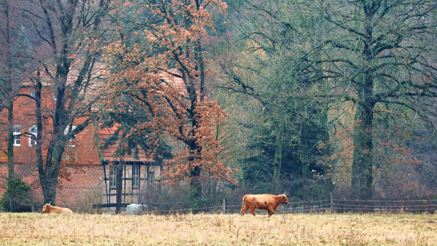 Hof Drögemühle - Landwirtschaft - Yak