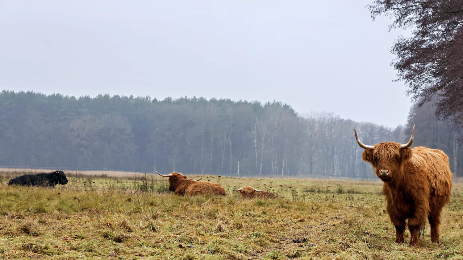 Hof Drögemühle - Landwirtschaft - Yaks