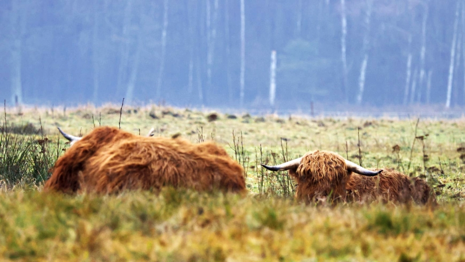 Hof Drögemühle - Landwirtschaft - Yaks