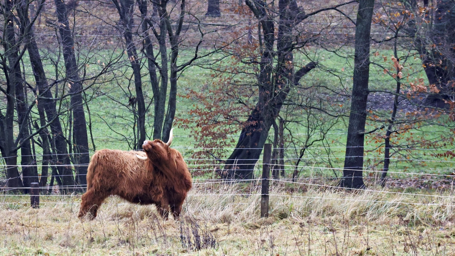 Hof Drögemühle - Landwirtschaft - Yak