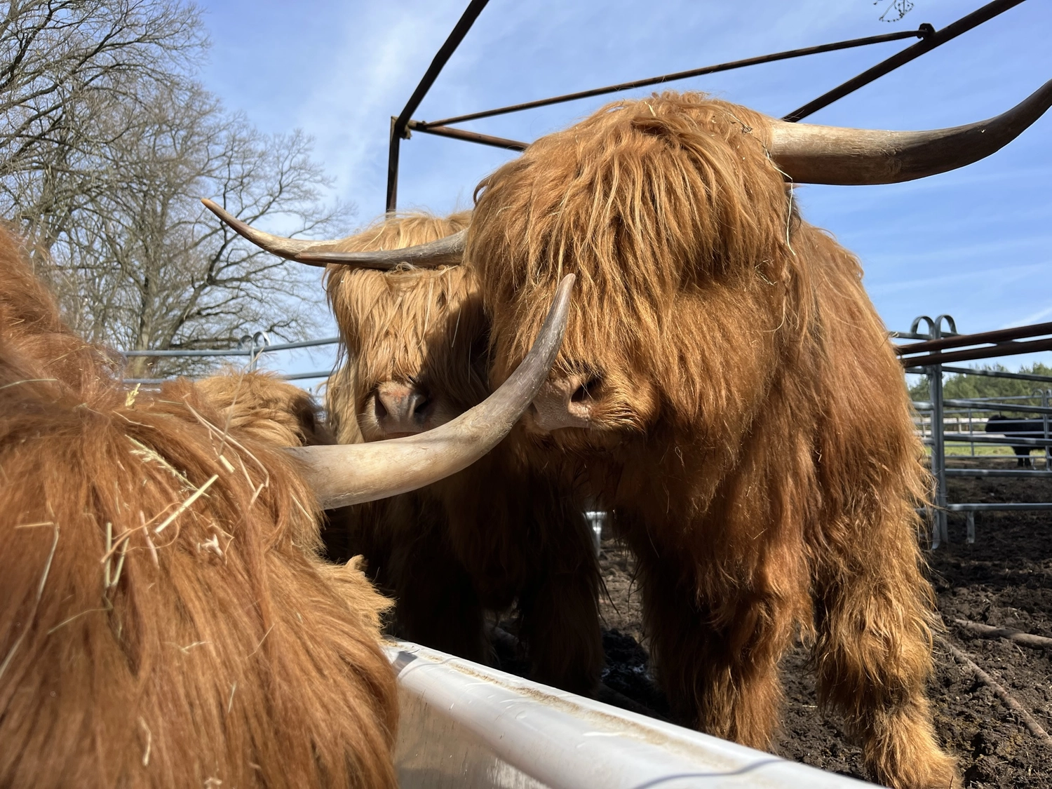Hof Drögemühle - Landwirtschaft - Yak