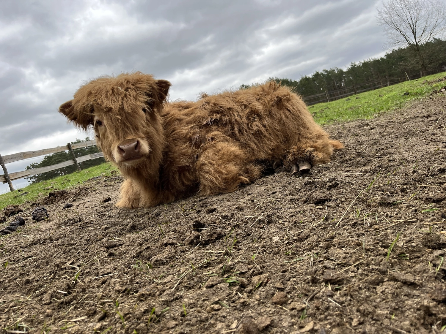 Hof Drögemühle - Landwirtschaft - Kalb