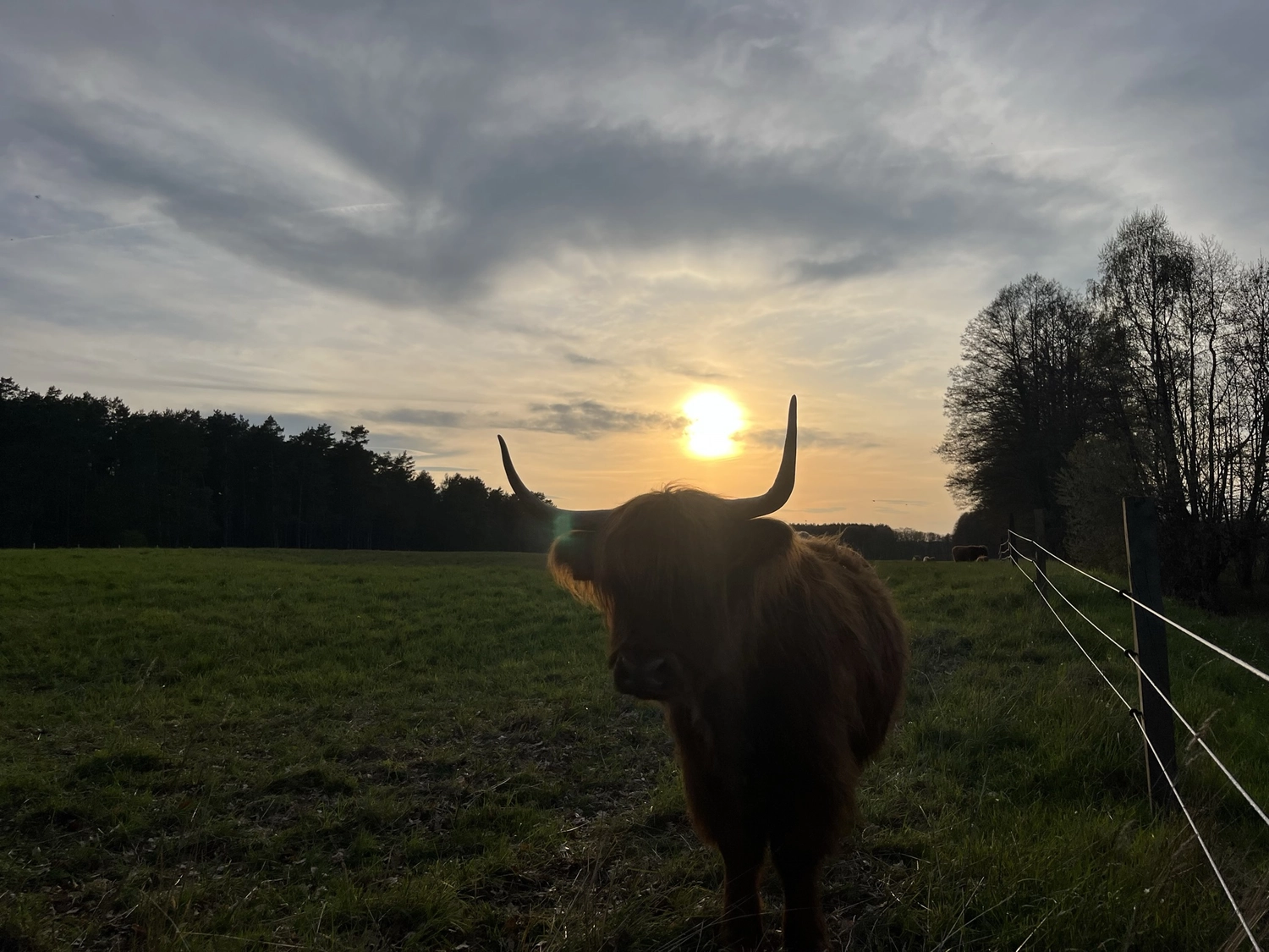 Hof Drögemühle - Landwirtschaft - Yak