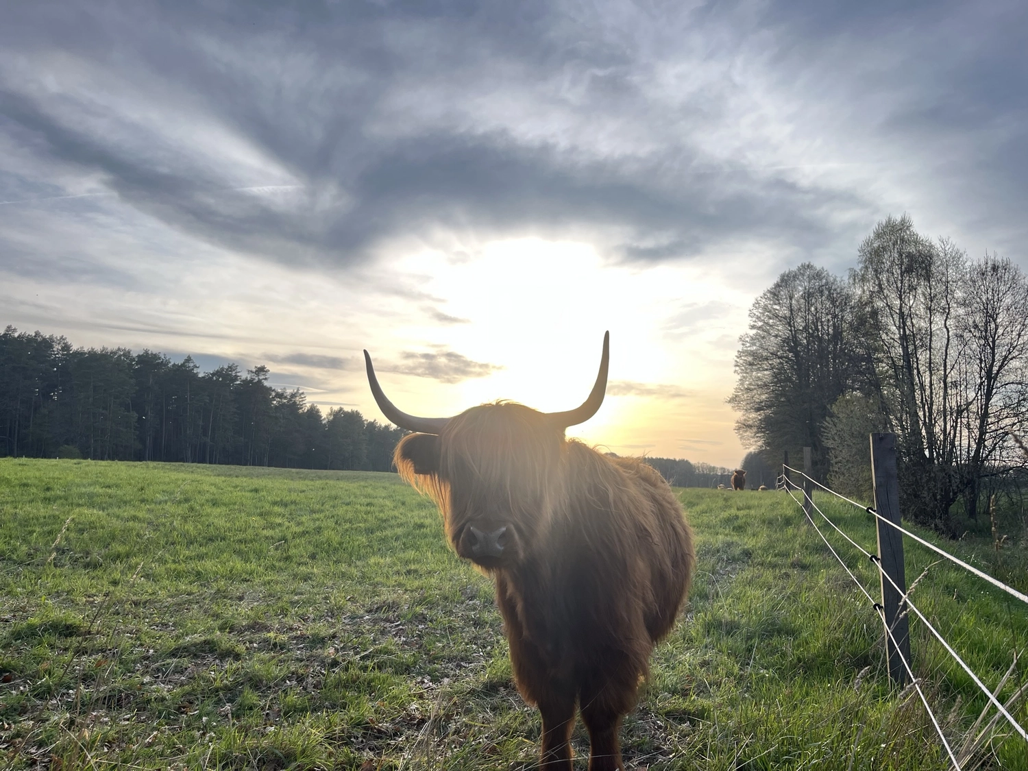 Hof Drögemühle - Landwirtschaft - Yak