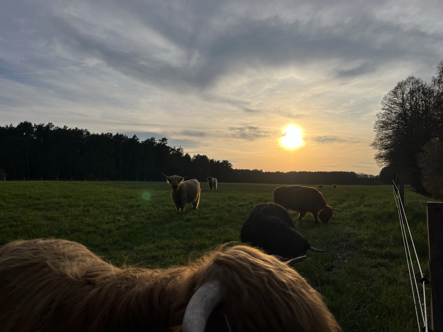 Hof Drögemühle - Landwirtschaft - Herde