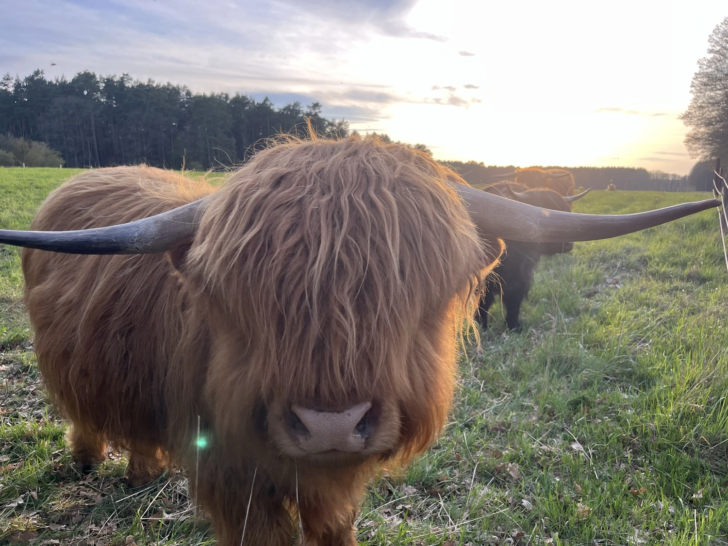 Hof Drögemühle - Landwirtschaft - Yak