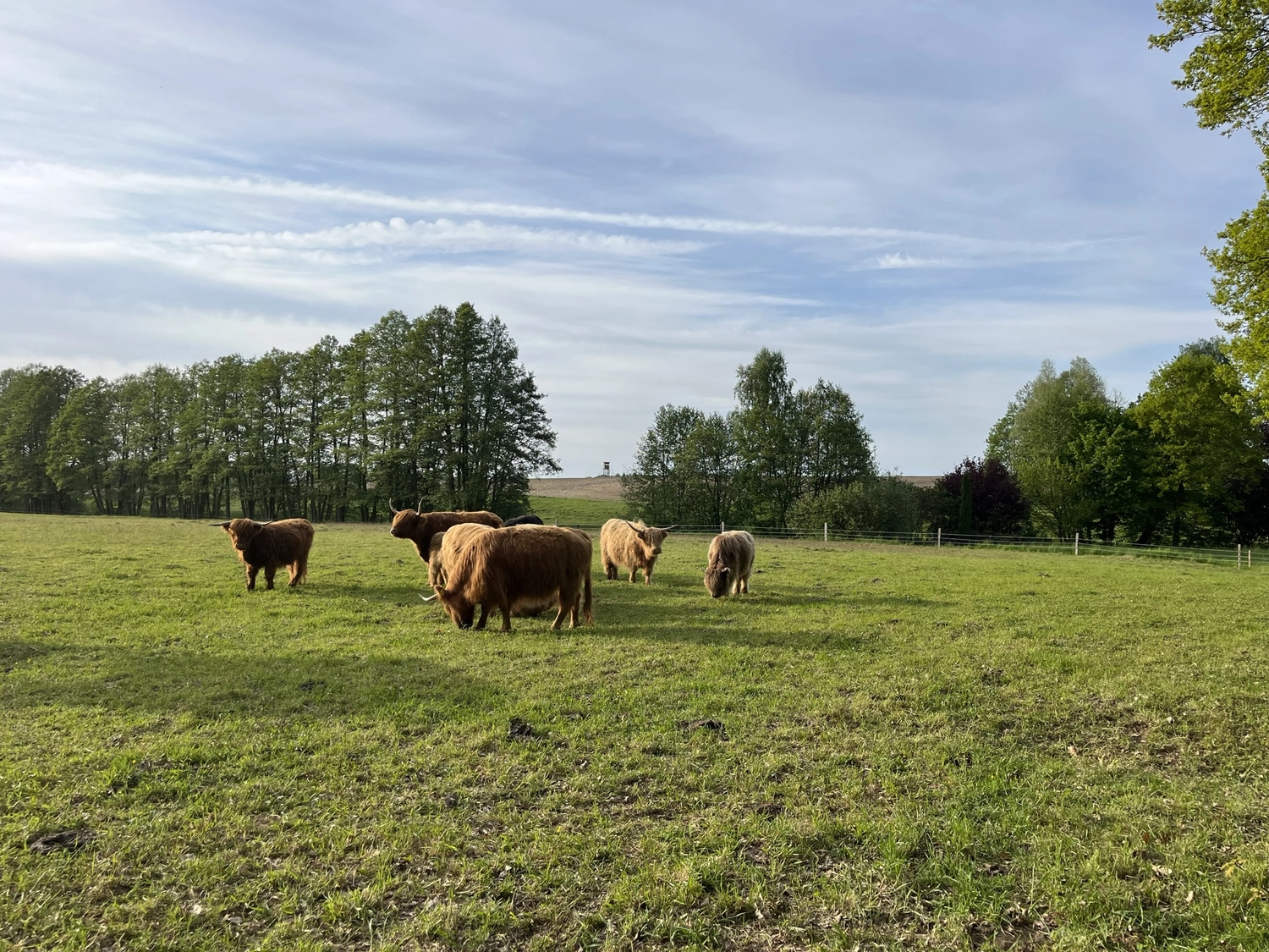 Hof Drögemühle - Landwirtschaft - Herde