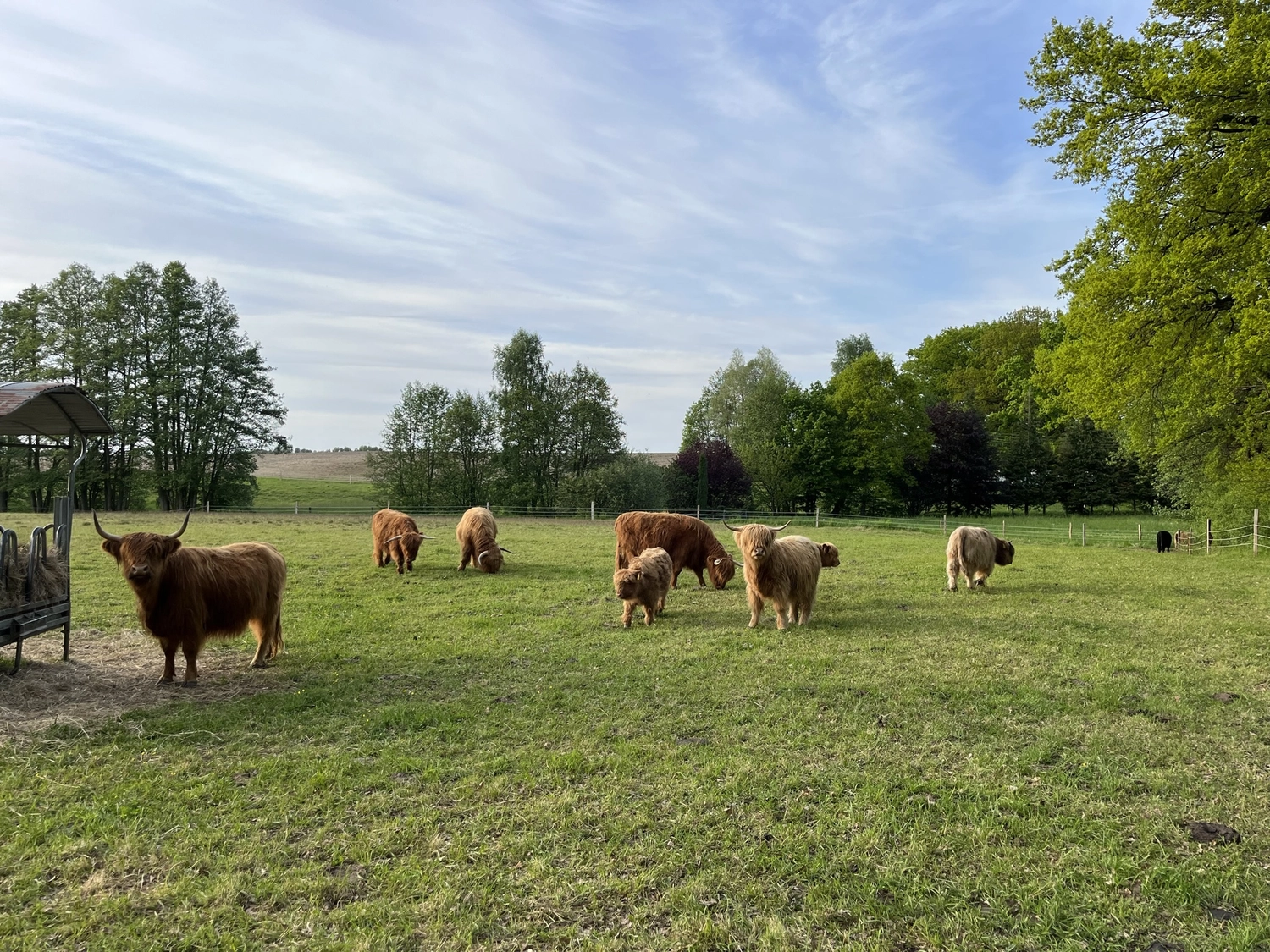 Hof Drögemühle - Landwirtschaft - Herde