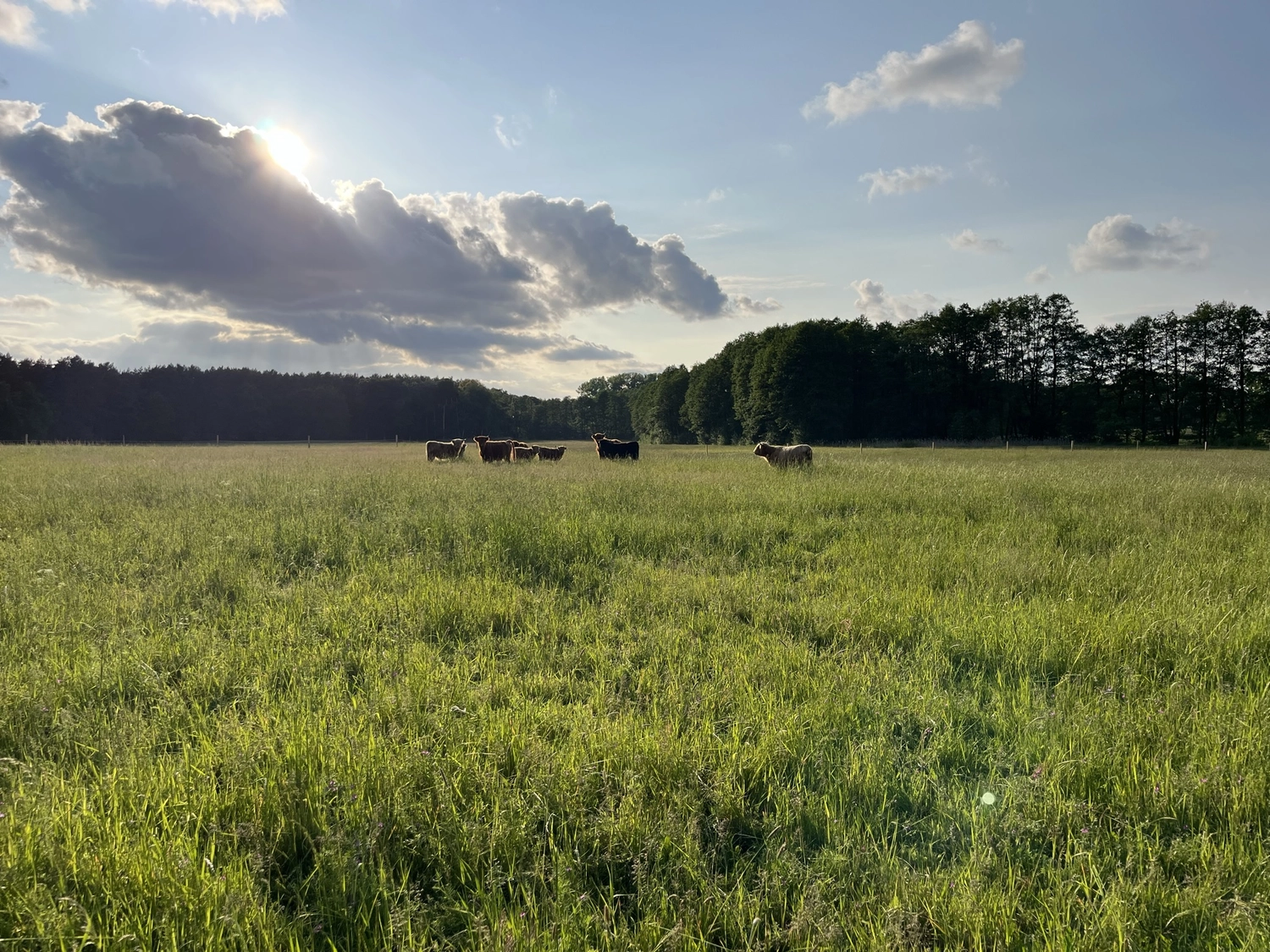 Hof Drögemühle - Landwirtschaft - Yak