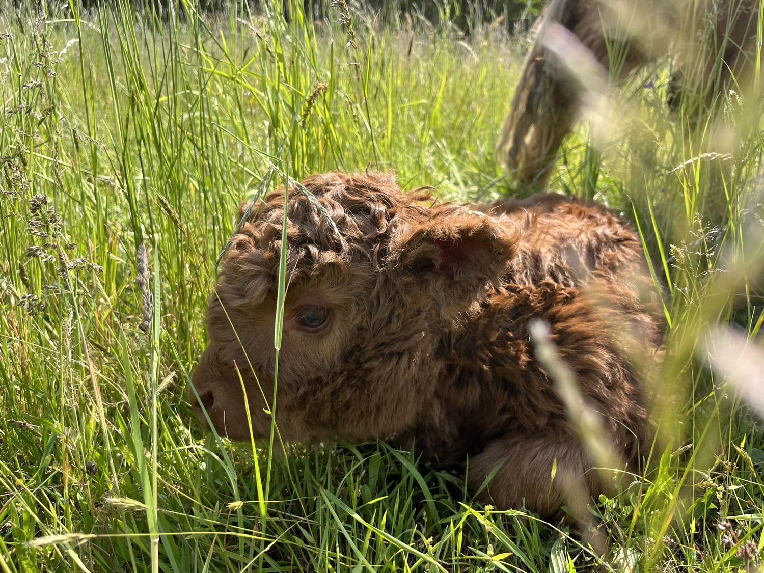 Hof Drögemühle - Landwirtschaft - Kalb