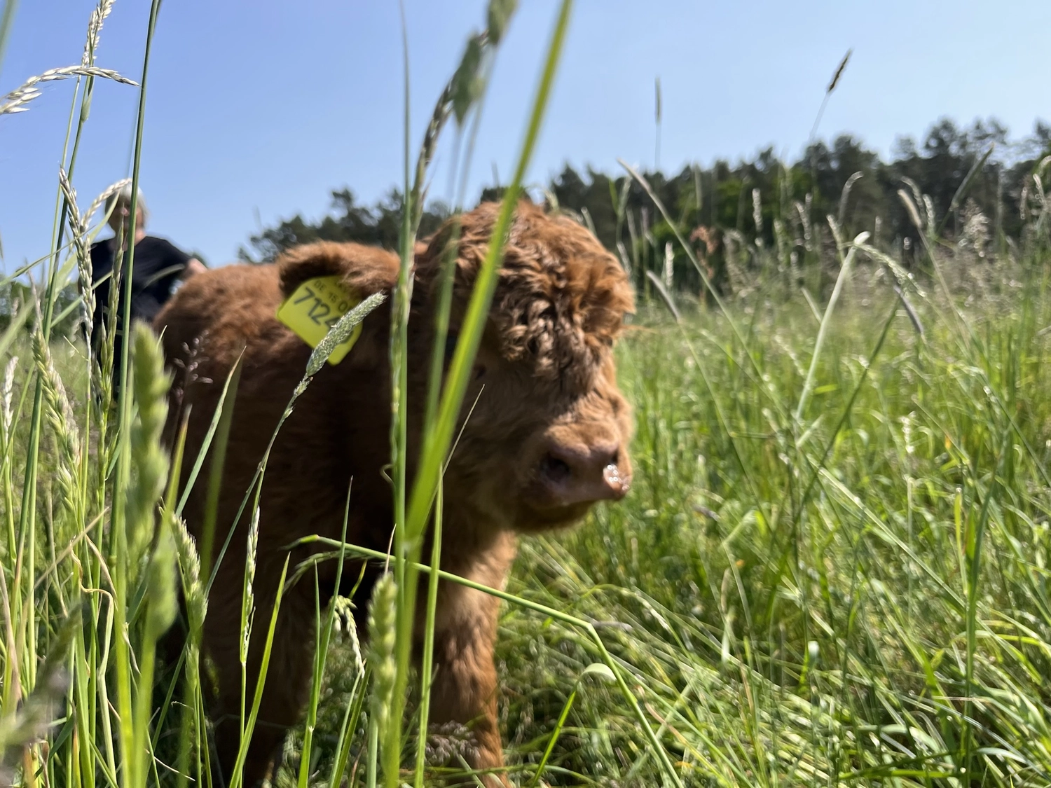 Hof Drögemühle - Landwirtschaft - Kalb