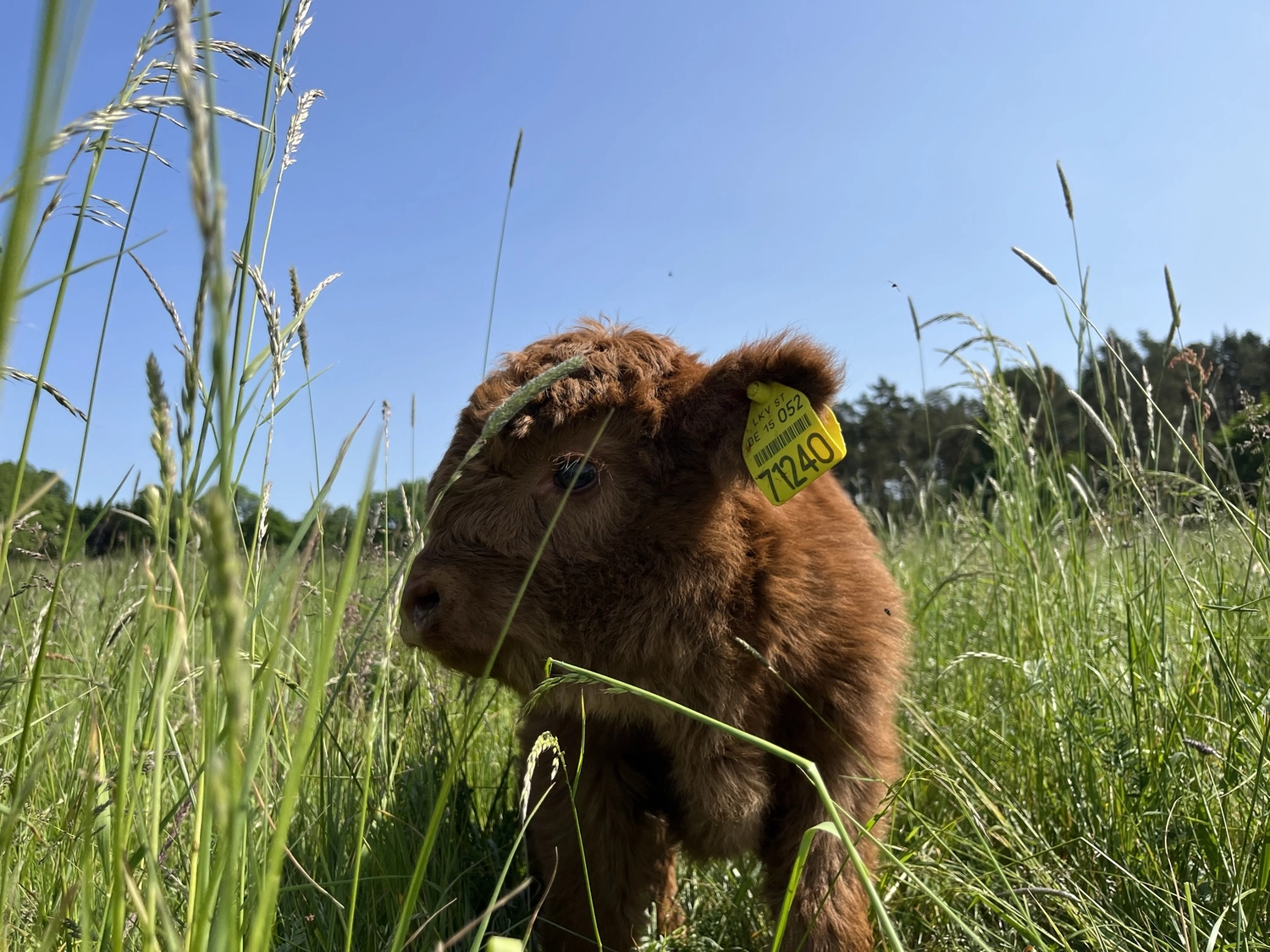 Hof Drögemühle - Landwirtschaft - Kalb