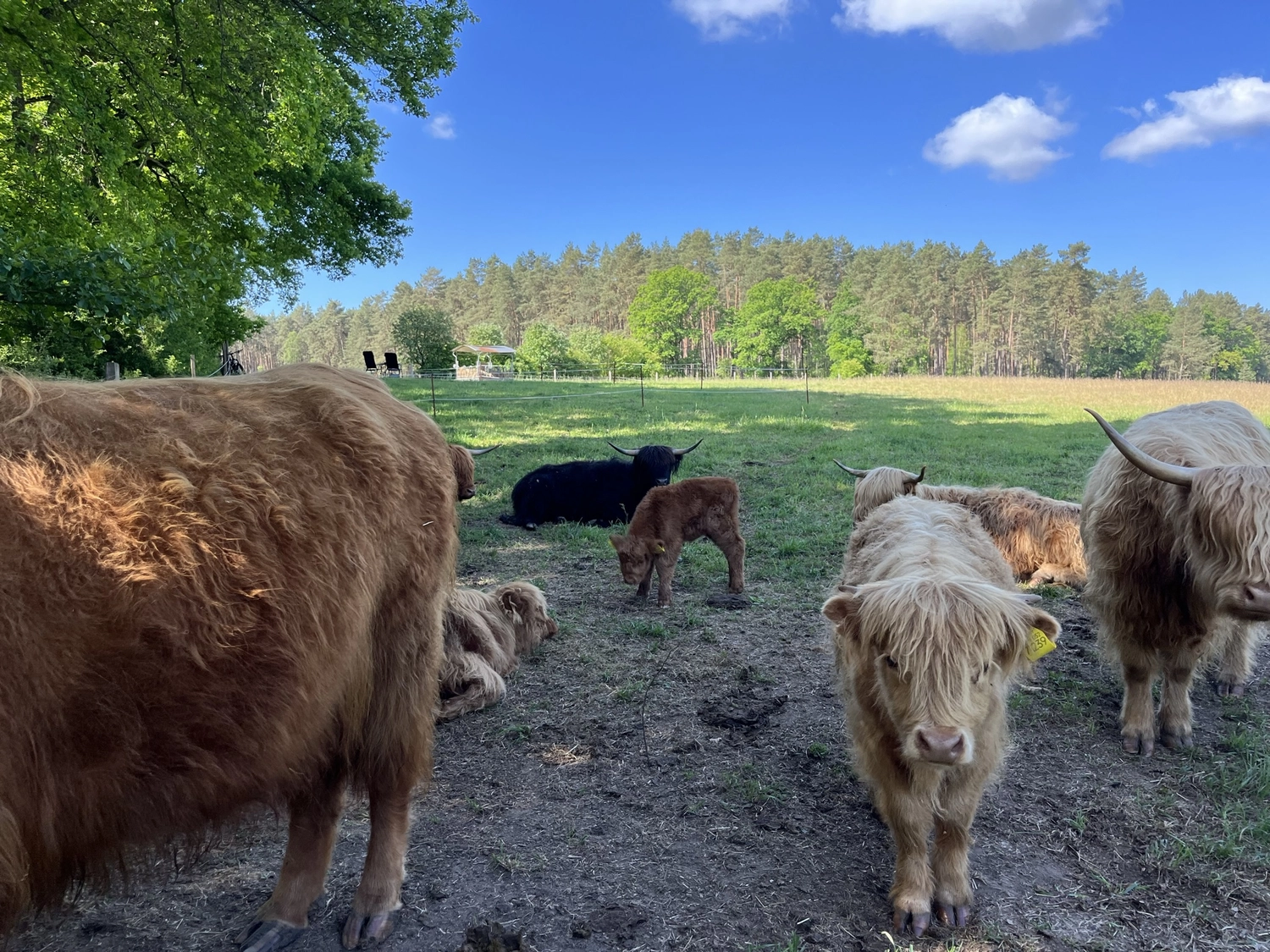 Hof Drögemühle - Landwirtschaft - Herde