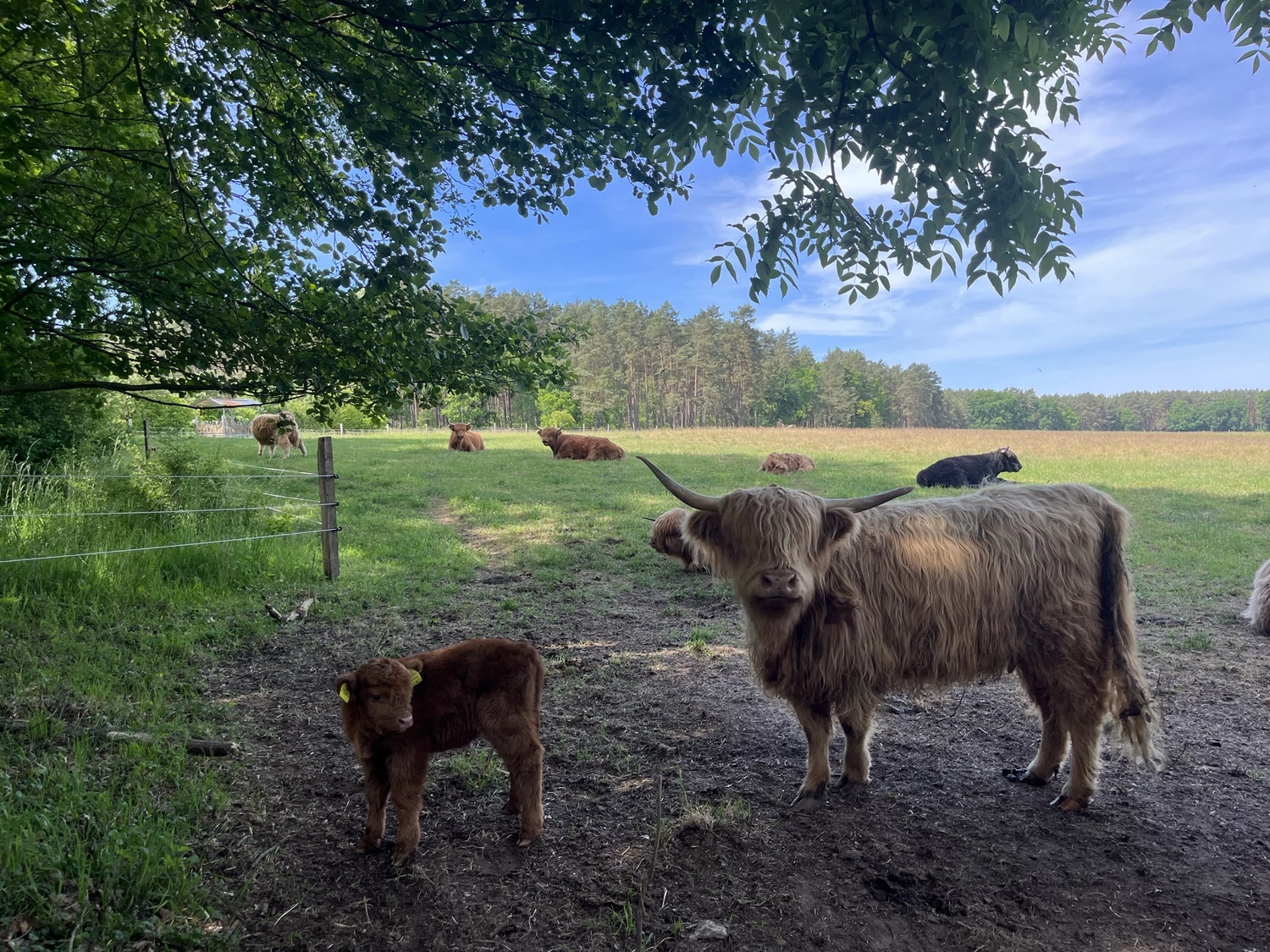 Hof Drögemühle - Landwirtschaft - Herde