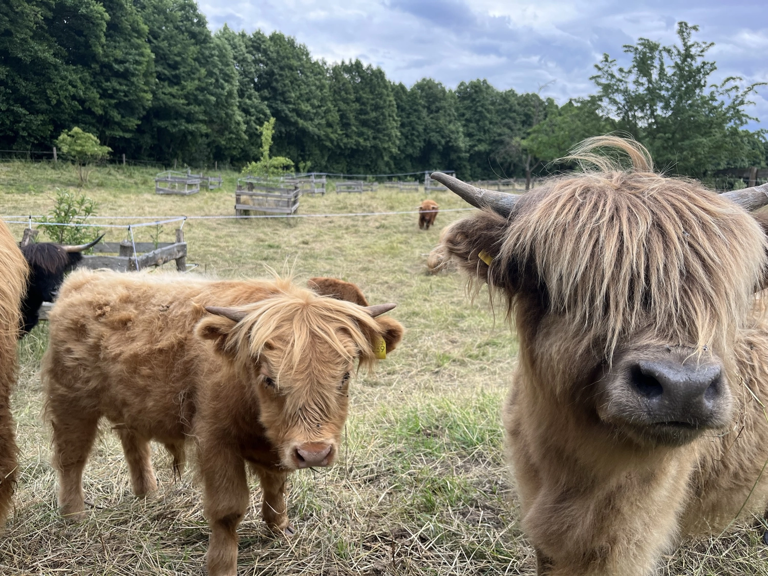 Hof Drögemühle - Landwirtschaft - Herde