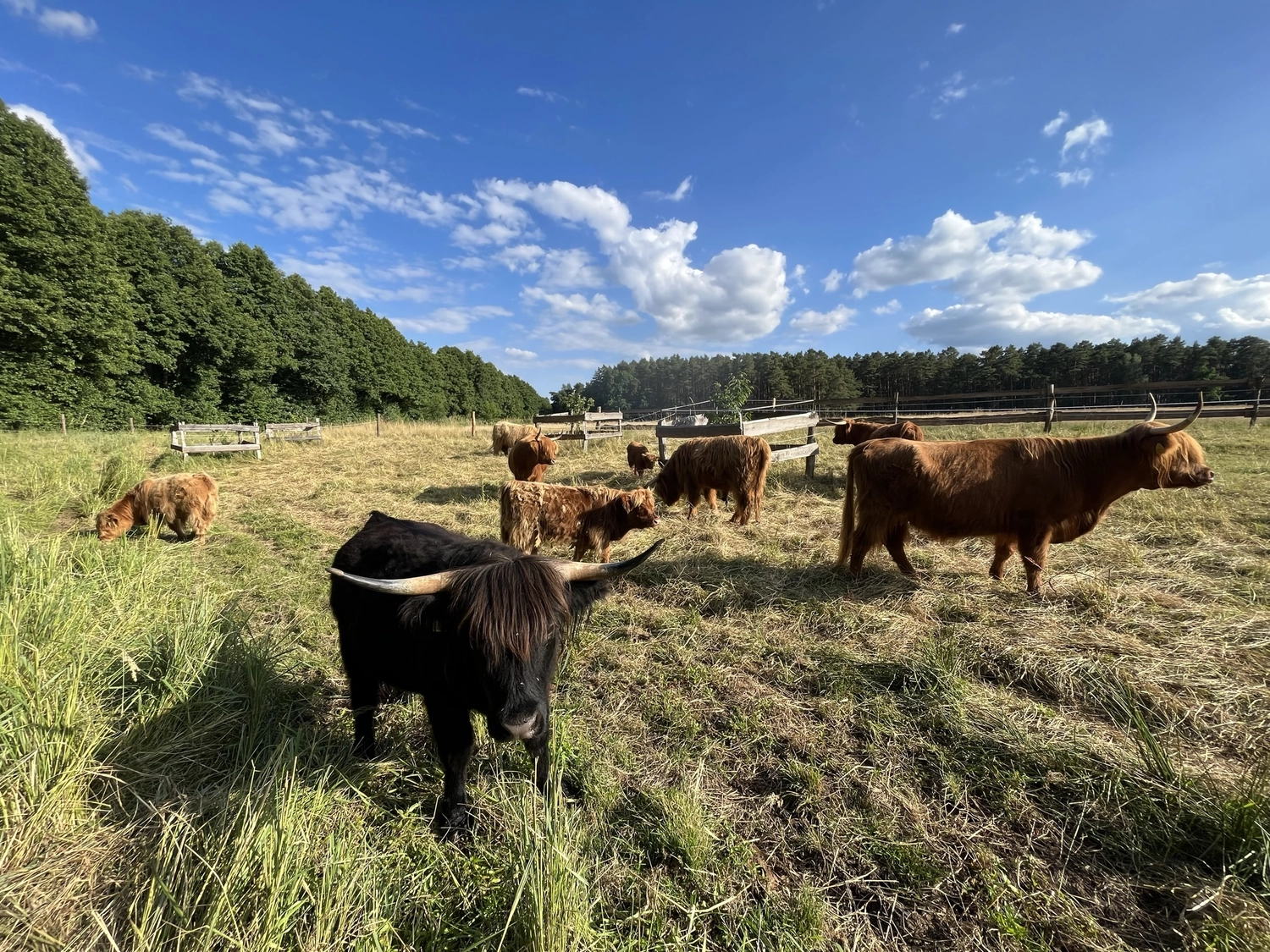 Hof Drögemühle - Landwirtschaft - Herde