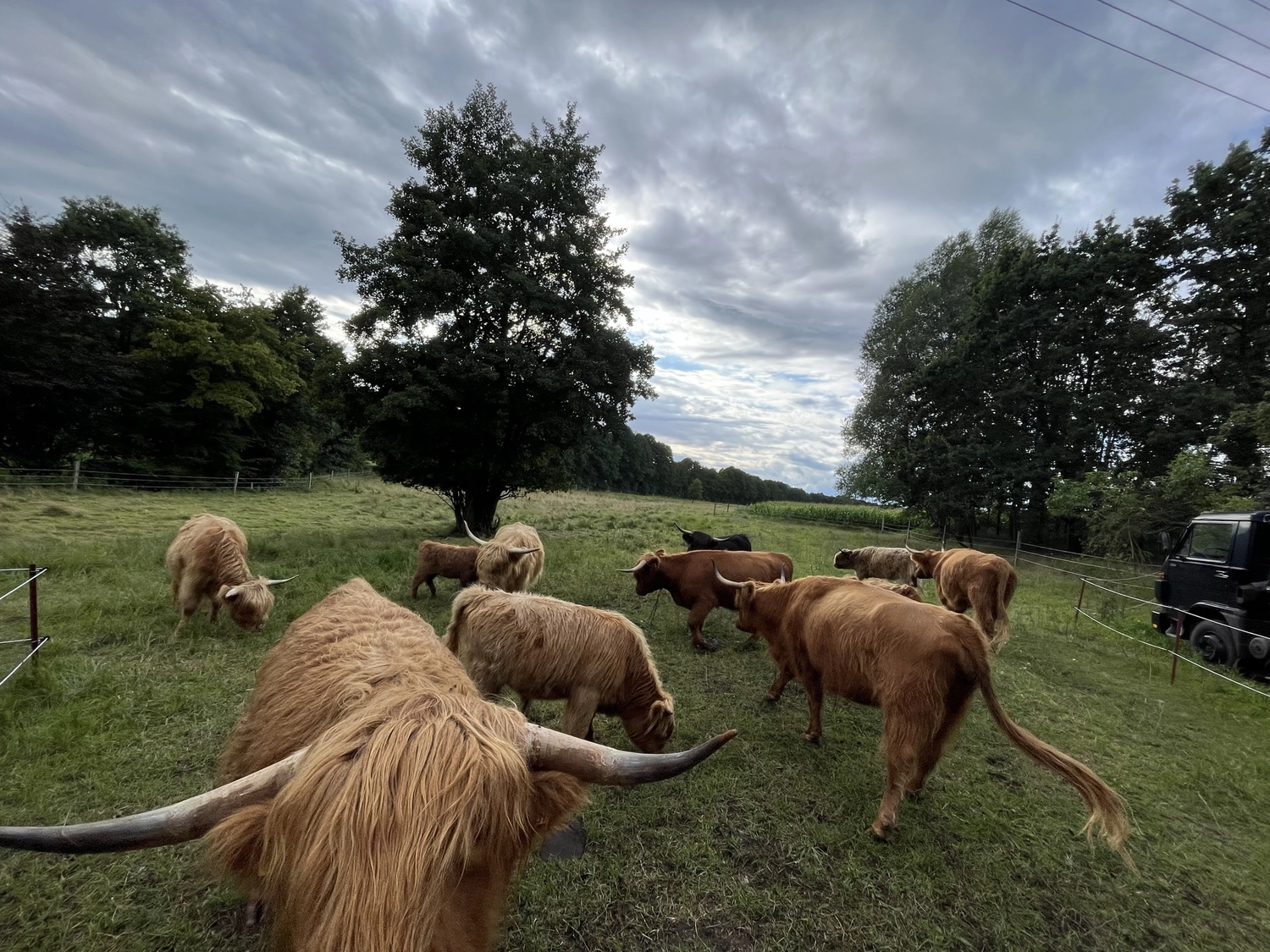 Hof Drögemühle - Landwirtschaft - Herde