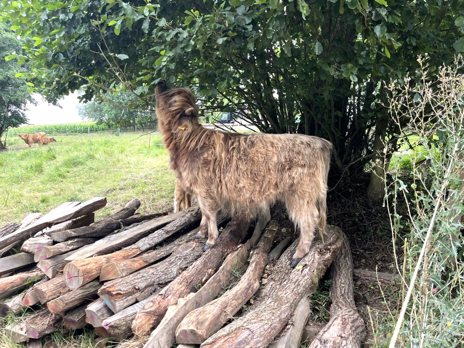 Hof Drögemühle - Landwirtschaft - Kalb