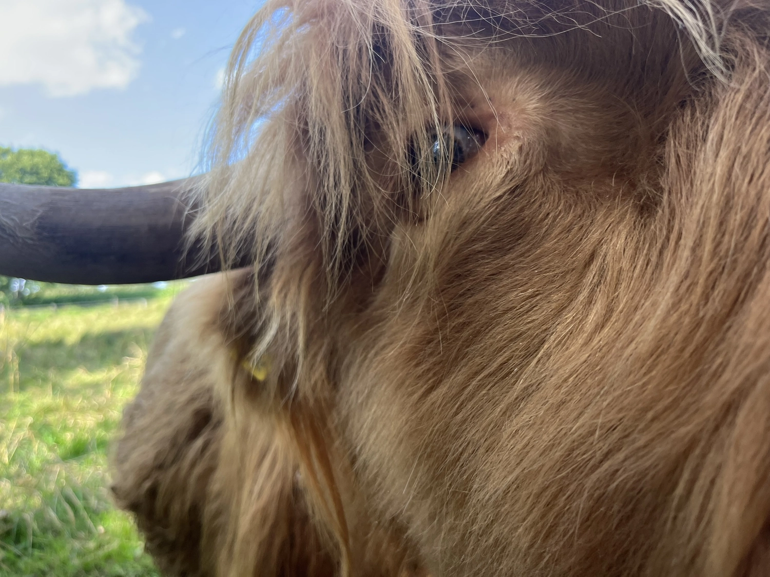 Hof Drögemühle - Landwirtschaft - Kalb