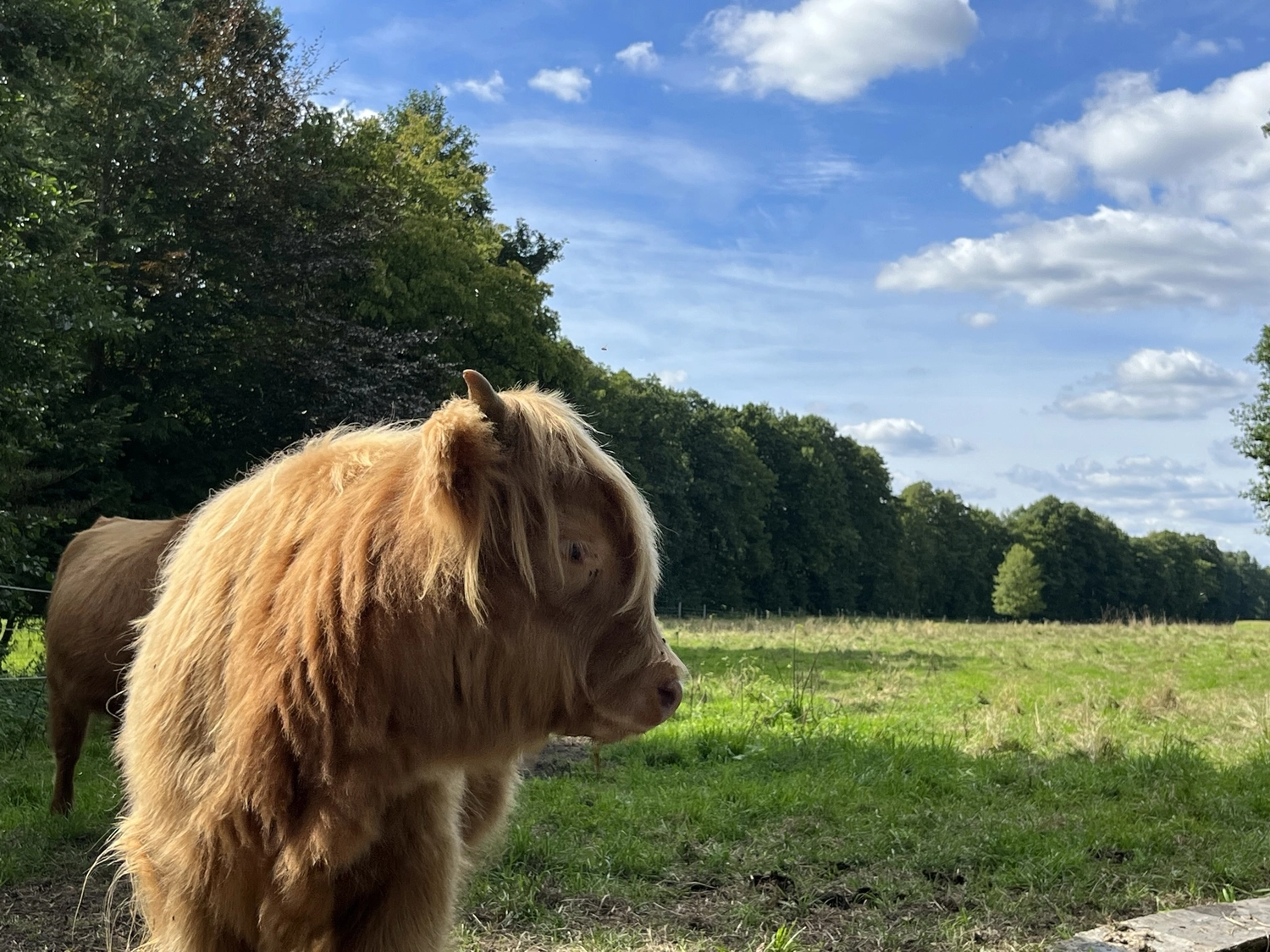 Hof Drögemühle - Landwirtschaft - Kalb