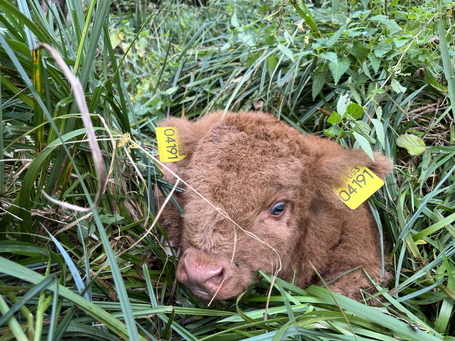 Hof Drögemühle - Landwirtschaft - Kalb