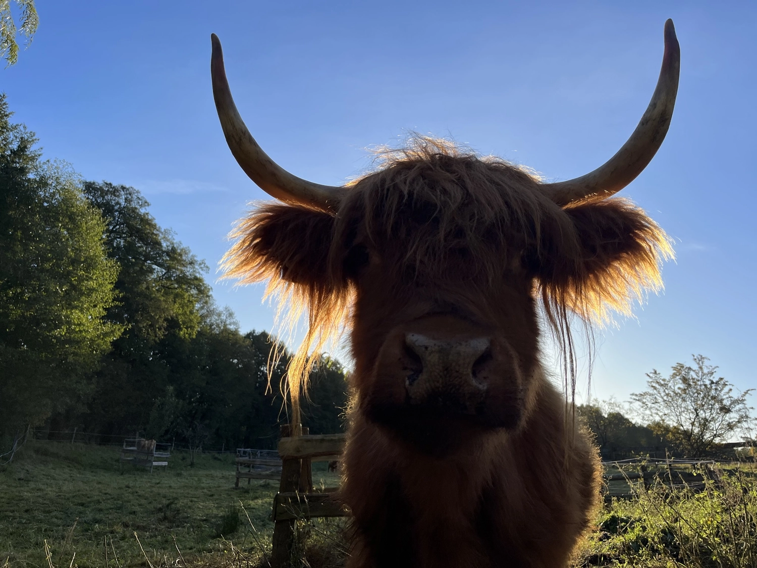  Hof Drögemühle - Landwirtschaft - Yak