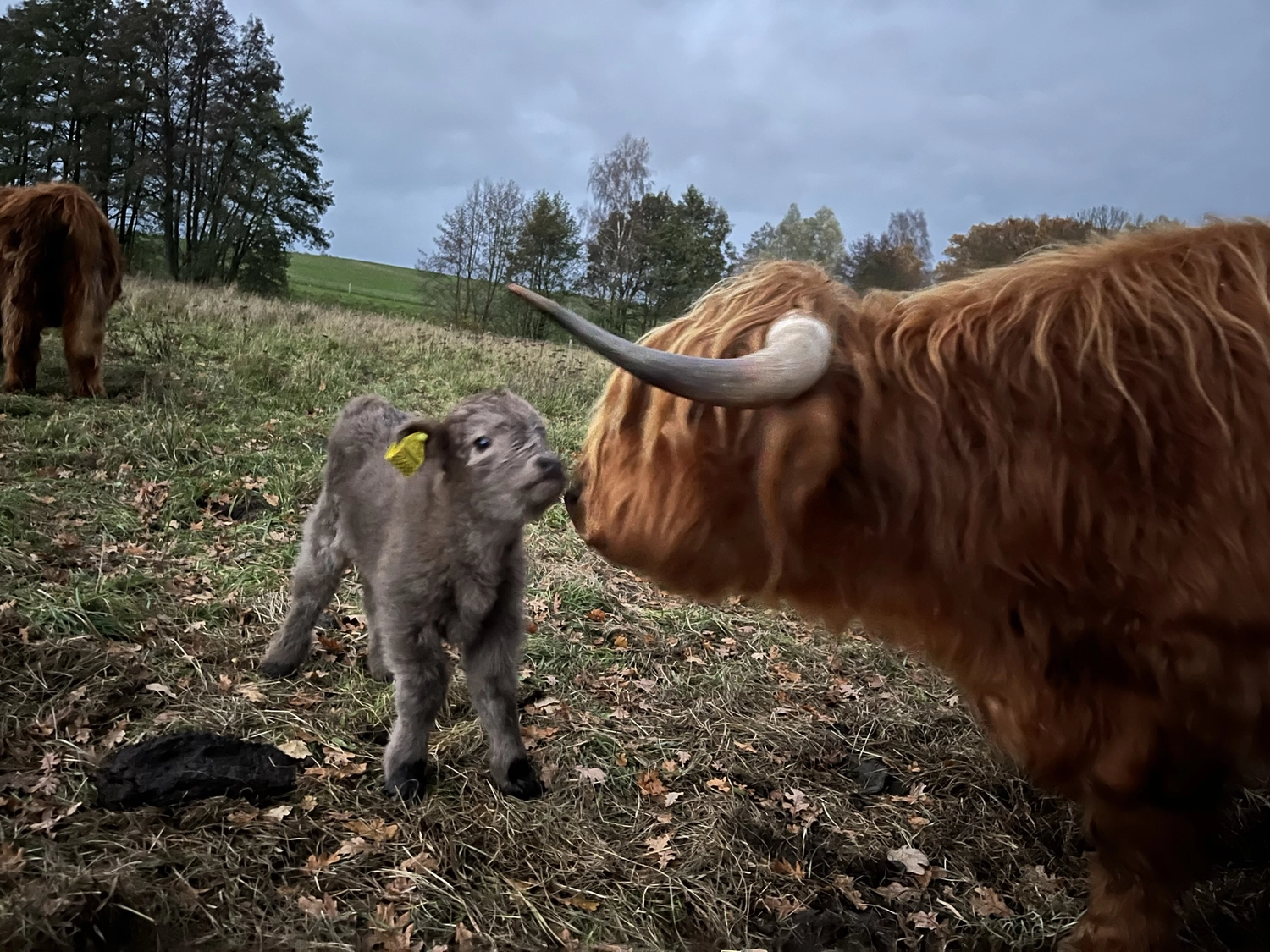 Hof Drögemühle - Landwirtschaft - Yak und KalbHof Drögemühle - Landwirtschaft - Yak und Kalb