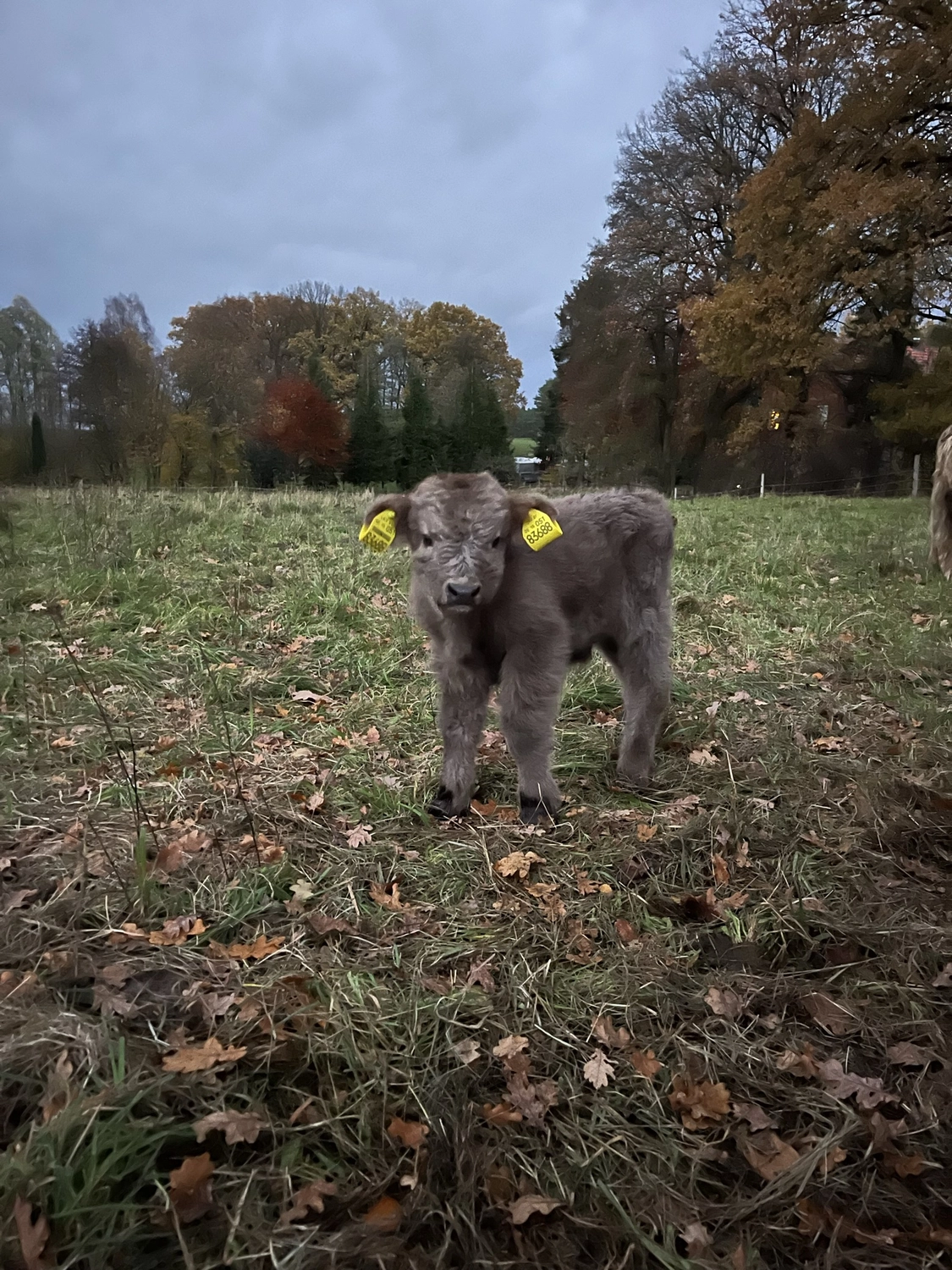 Hof Drögemühle - Landwirtschaft - Kalb