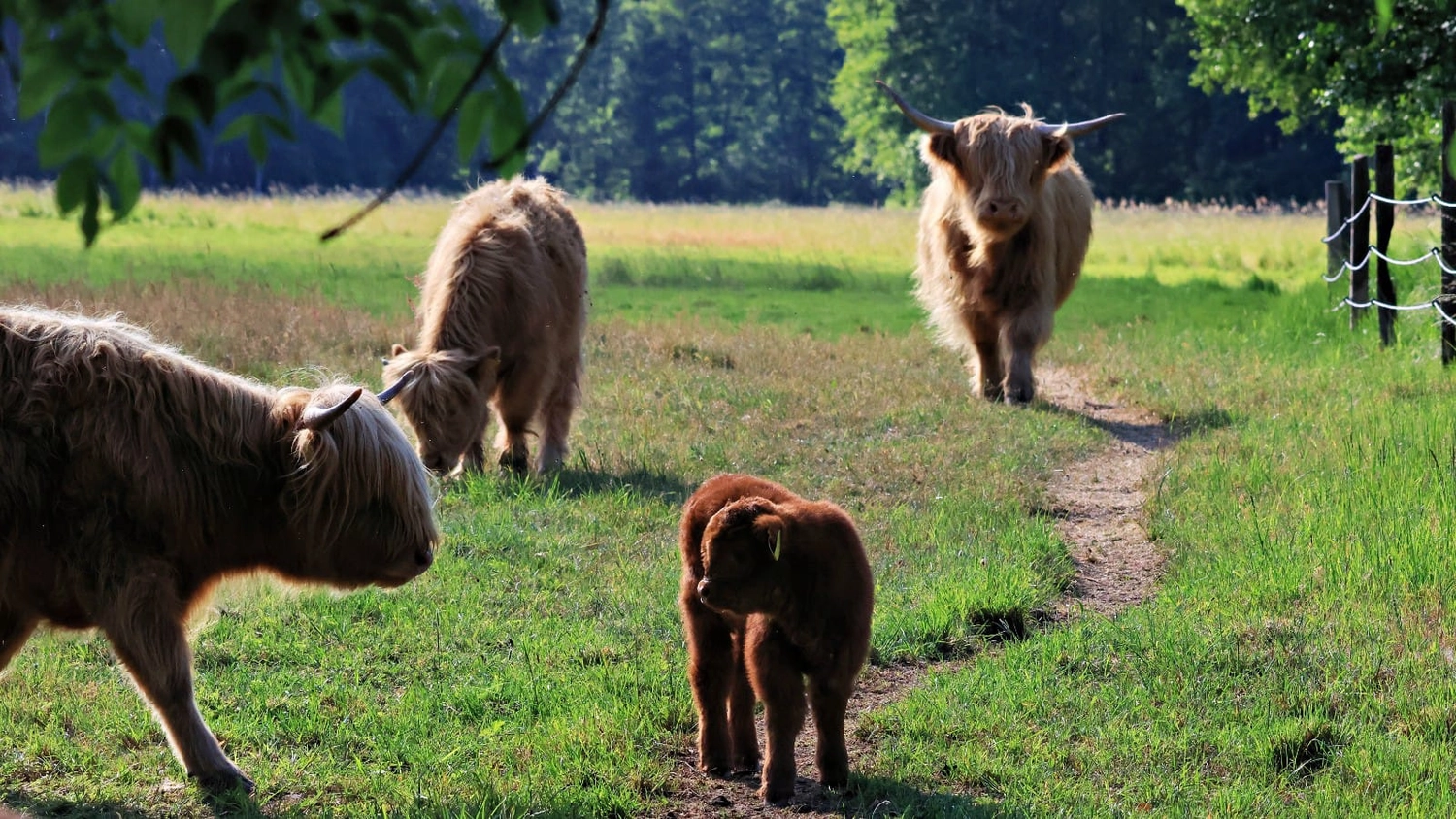 Hof Drögemühle - Landwirtschaft - Herde