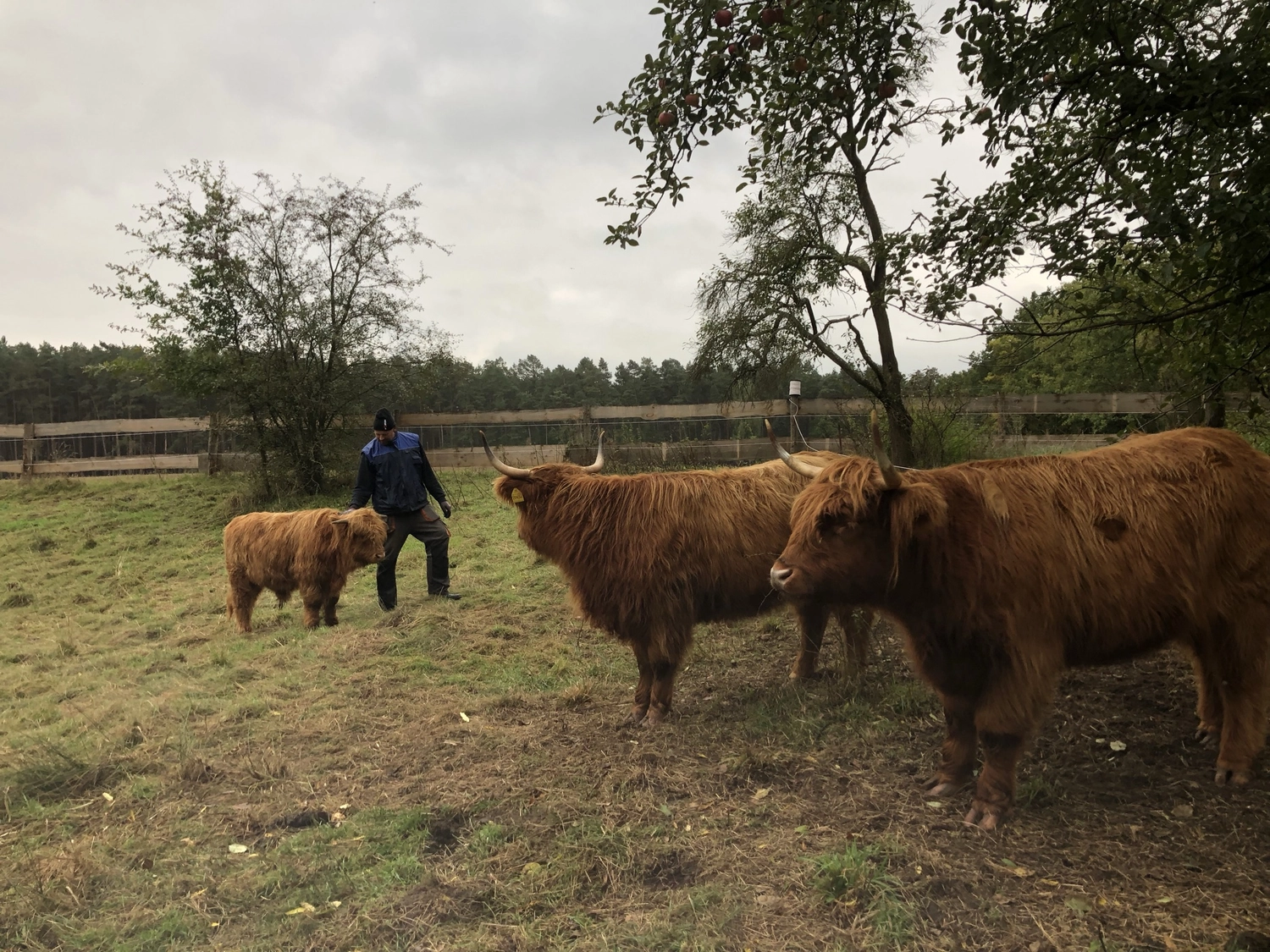 Hof Drögemühle - Landwirtschaft - Herde